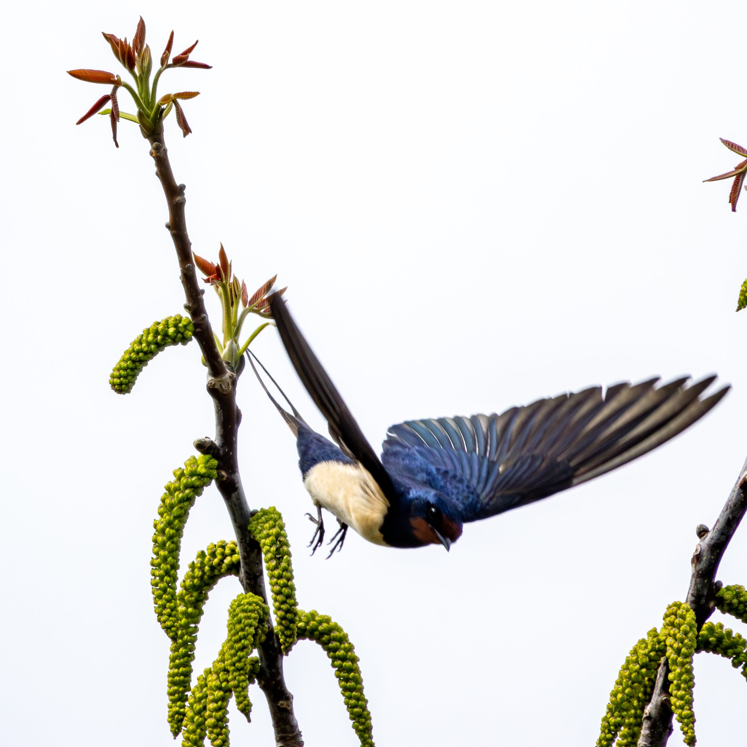 07.05.2023 - Rauchschwalbe