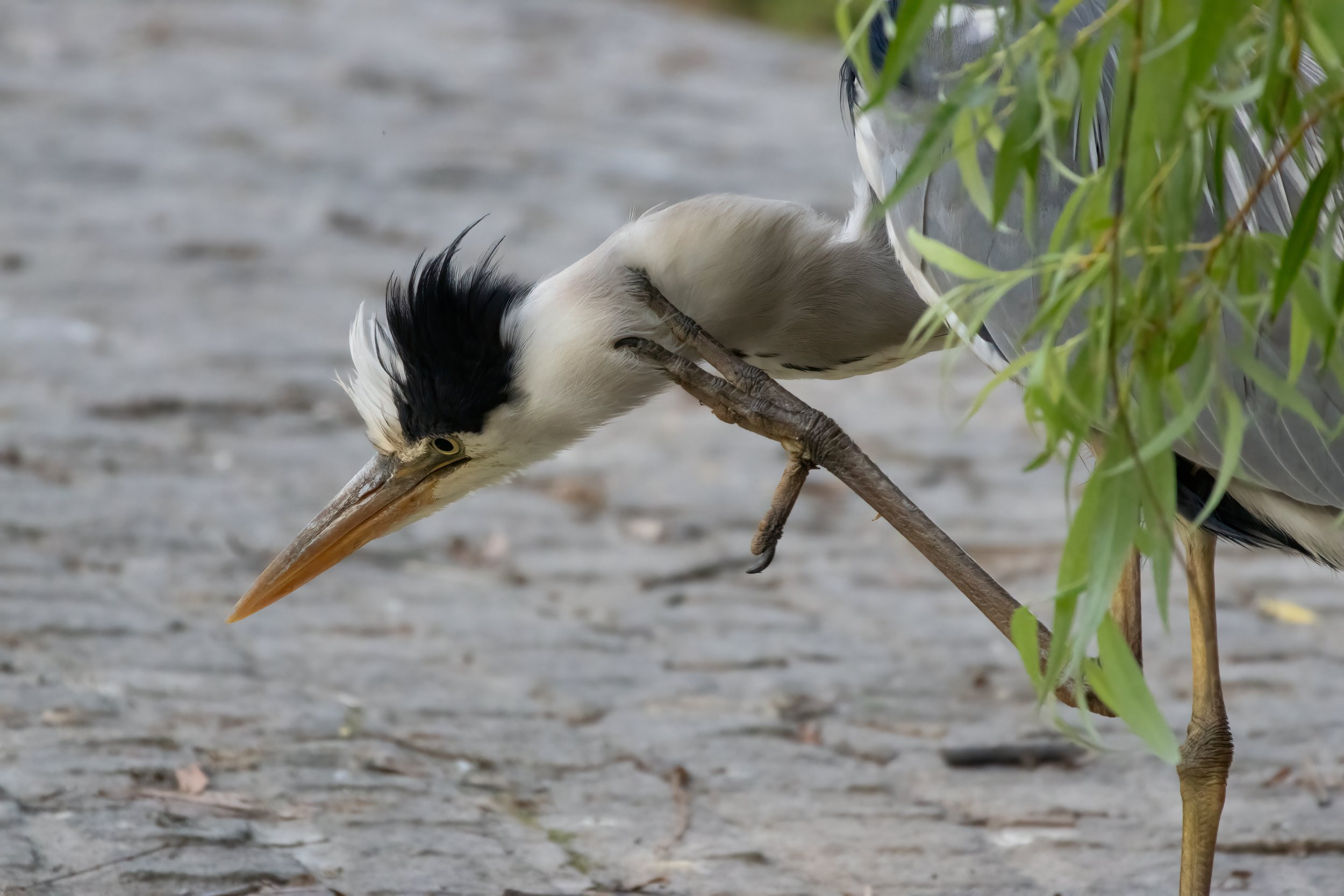 01.06.2023 - Graureiher