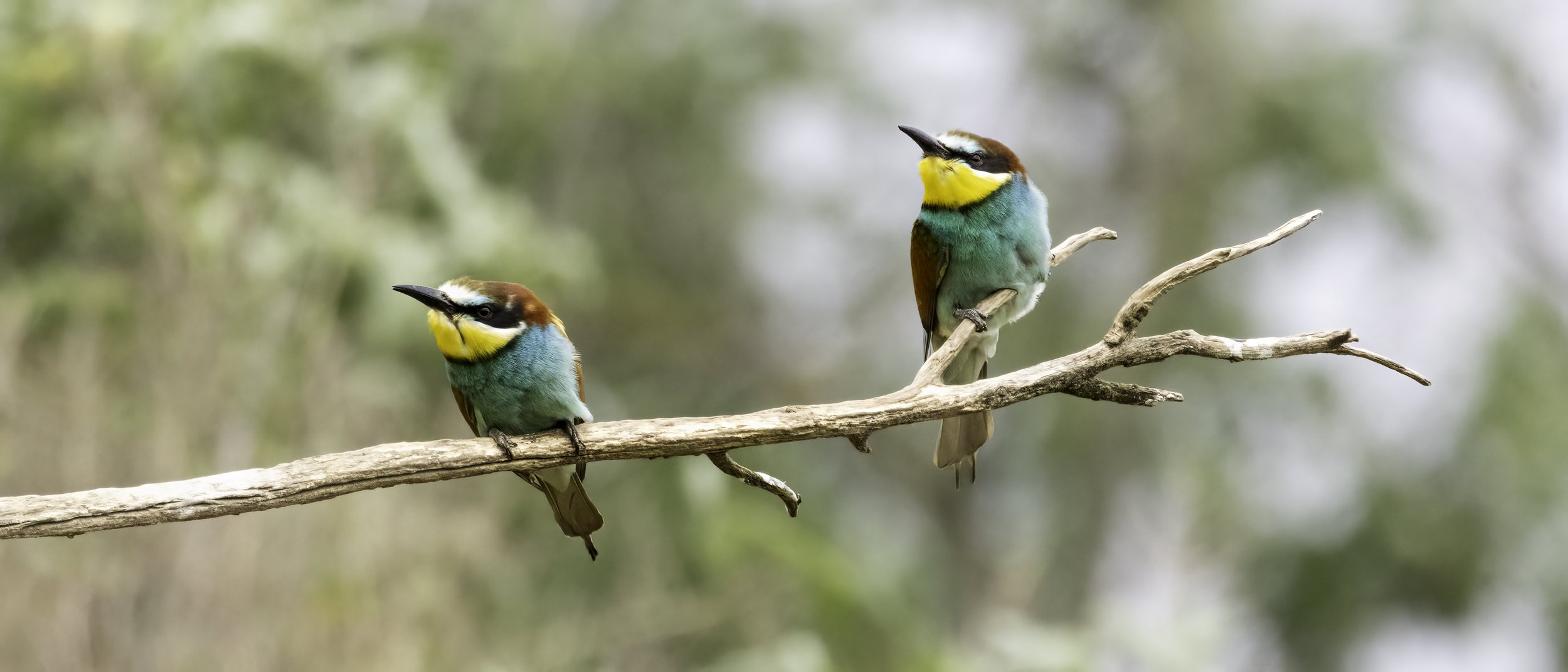 24.06.2023 - Bienenfresser