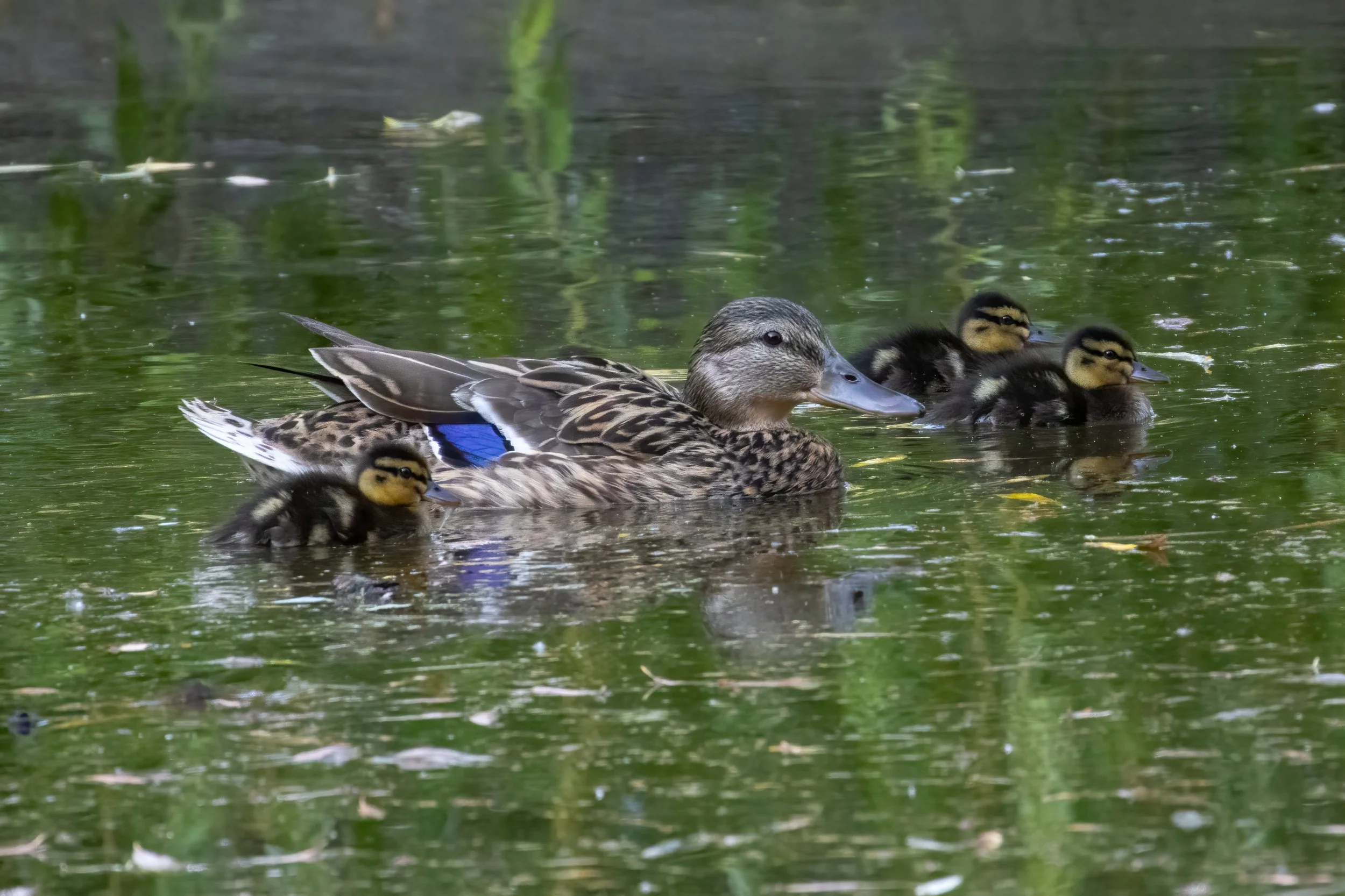 01.06.2023 - Stockenten