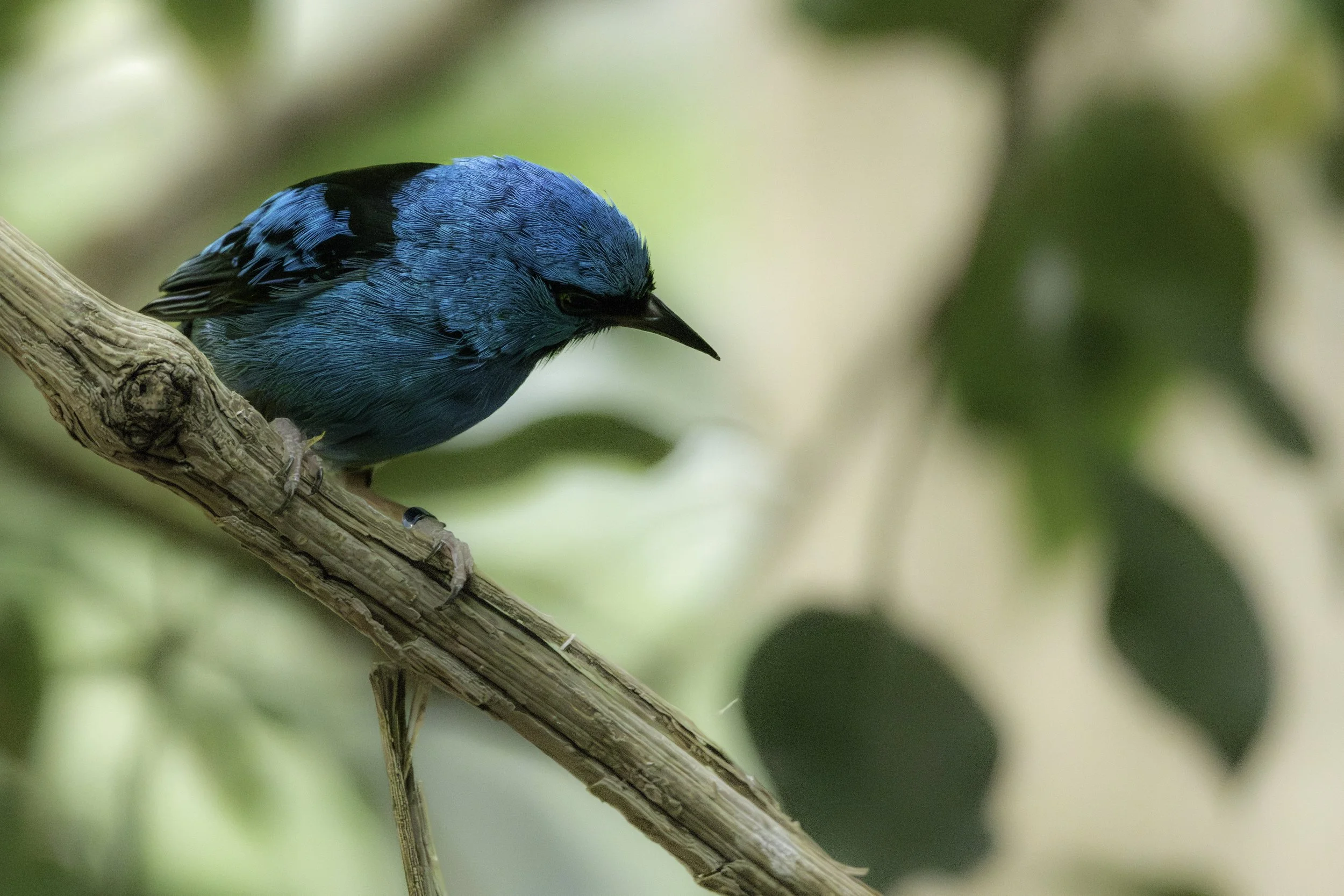 02.06.2023 - Blaukopfpitpit