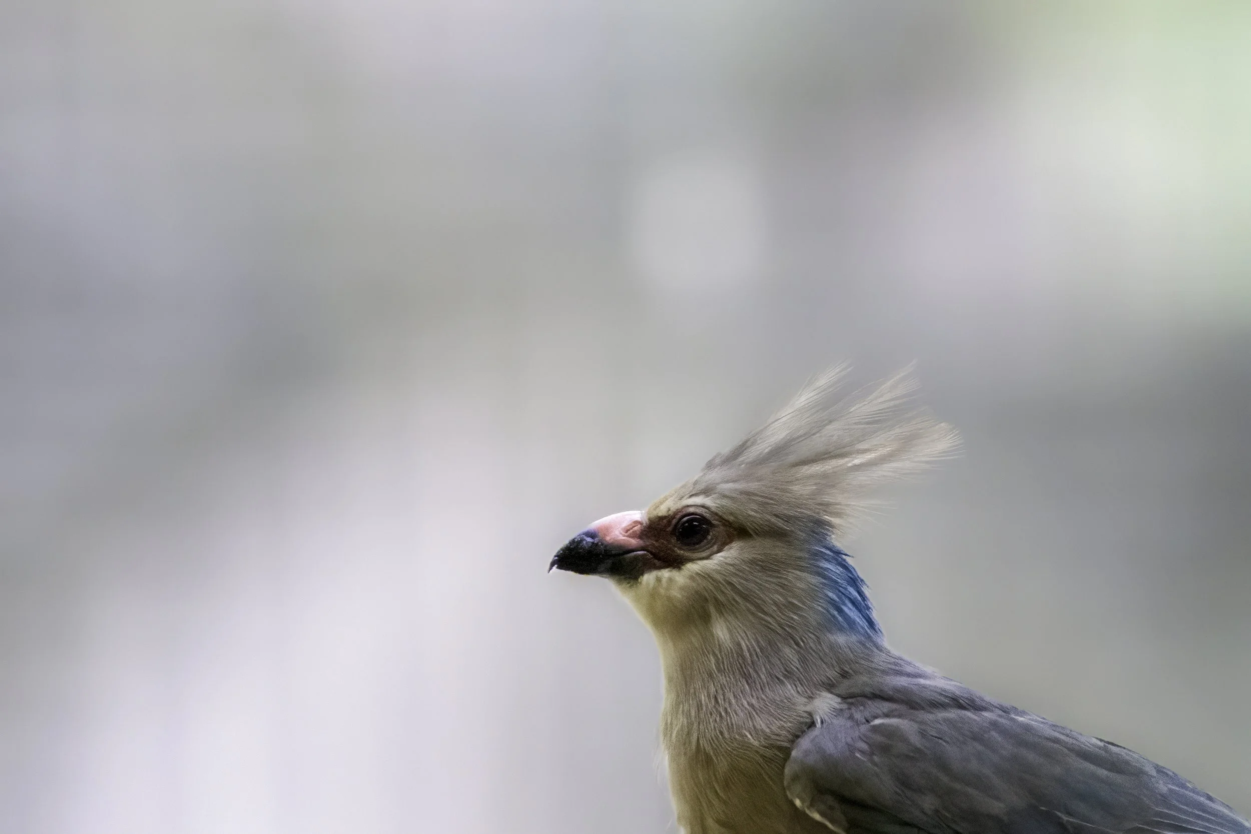 02.06.2023 - Blaunacken Mausvogel