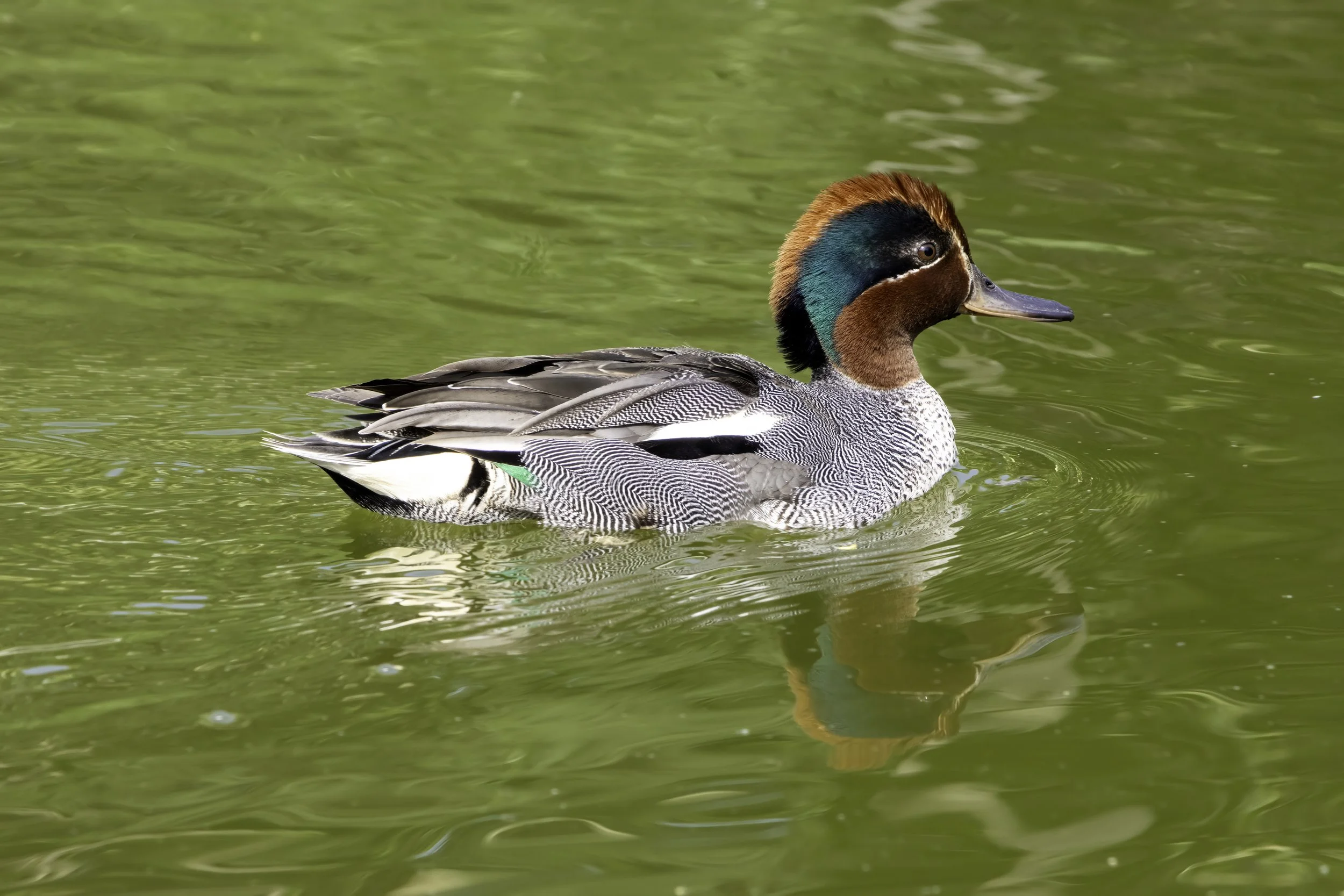 02.06.2023 - Krickente