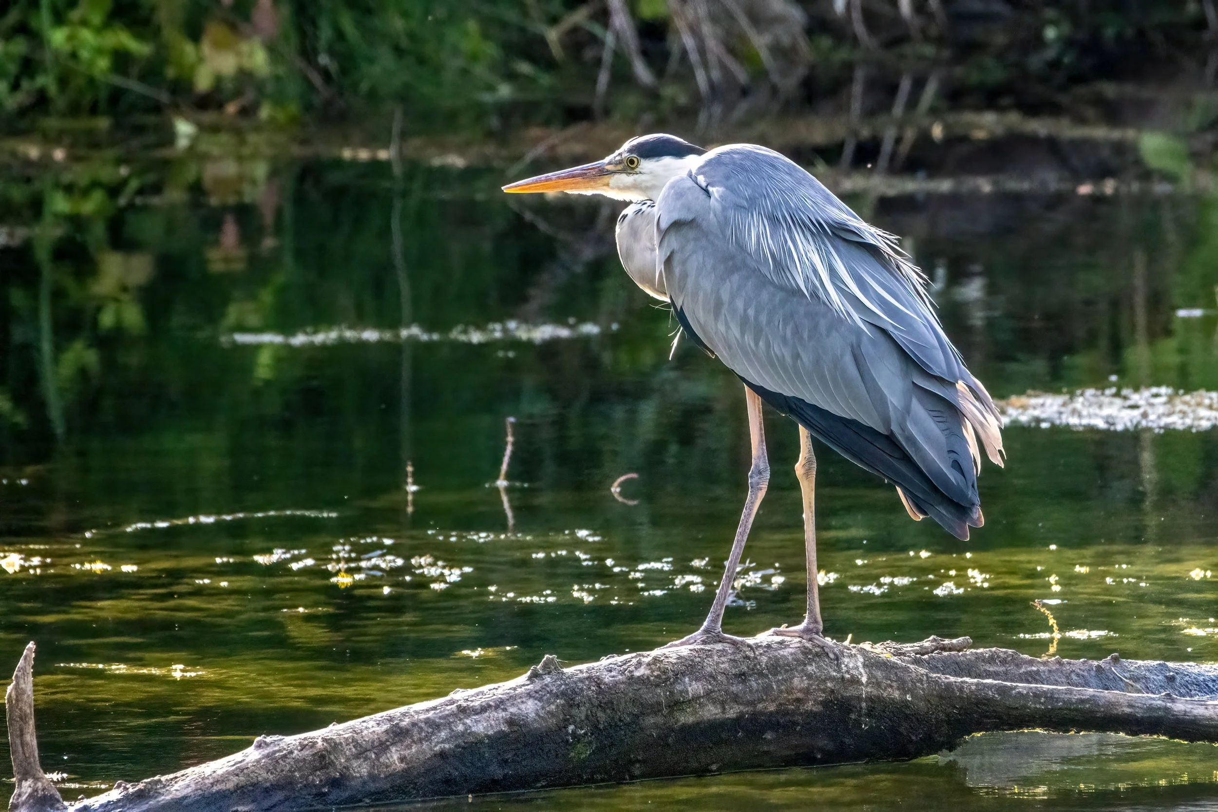 28.07.2023 - Graureiher