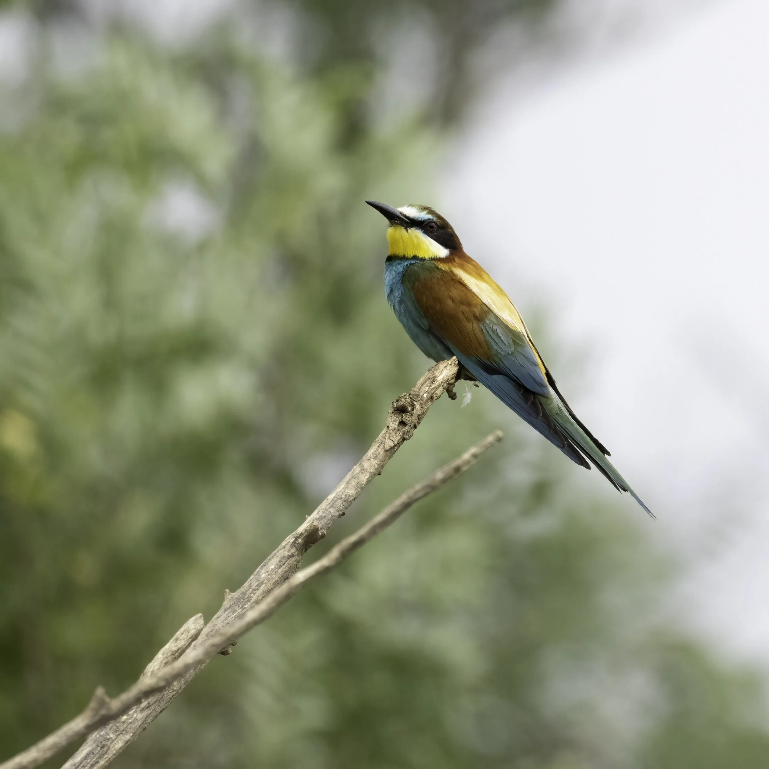 24.06.2023 - Bienenfresser