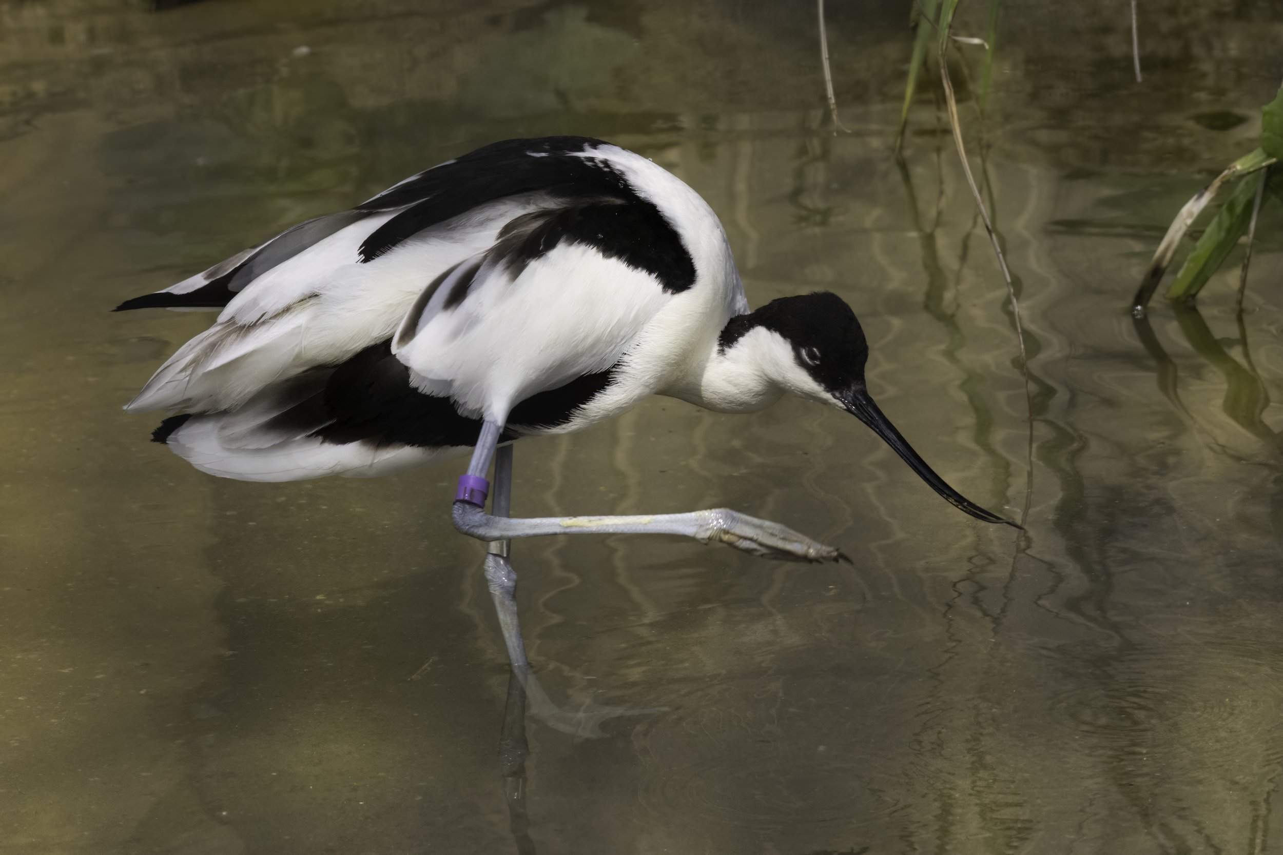 02.06.2023 - Säbelschnäbler