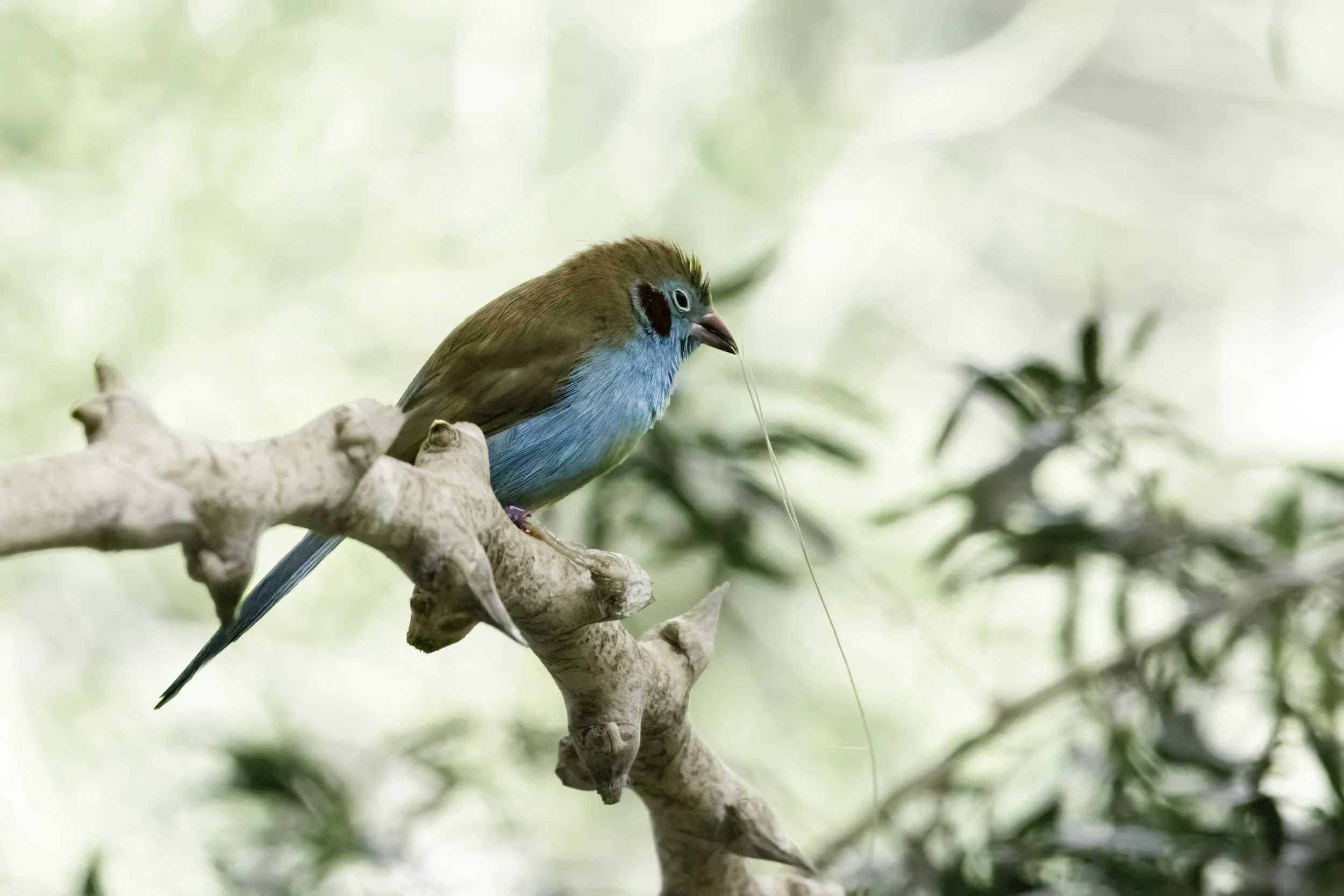 02.06.2023 - Schmetterlingsfink