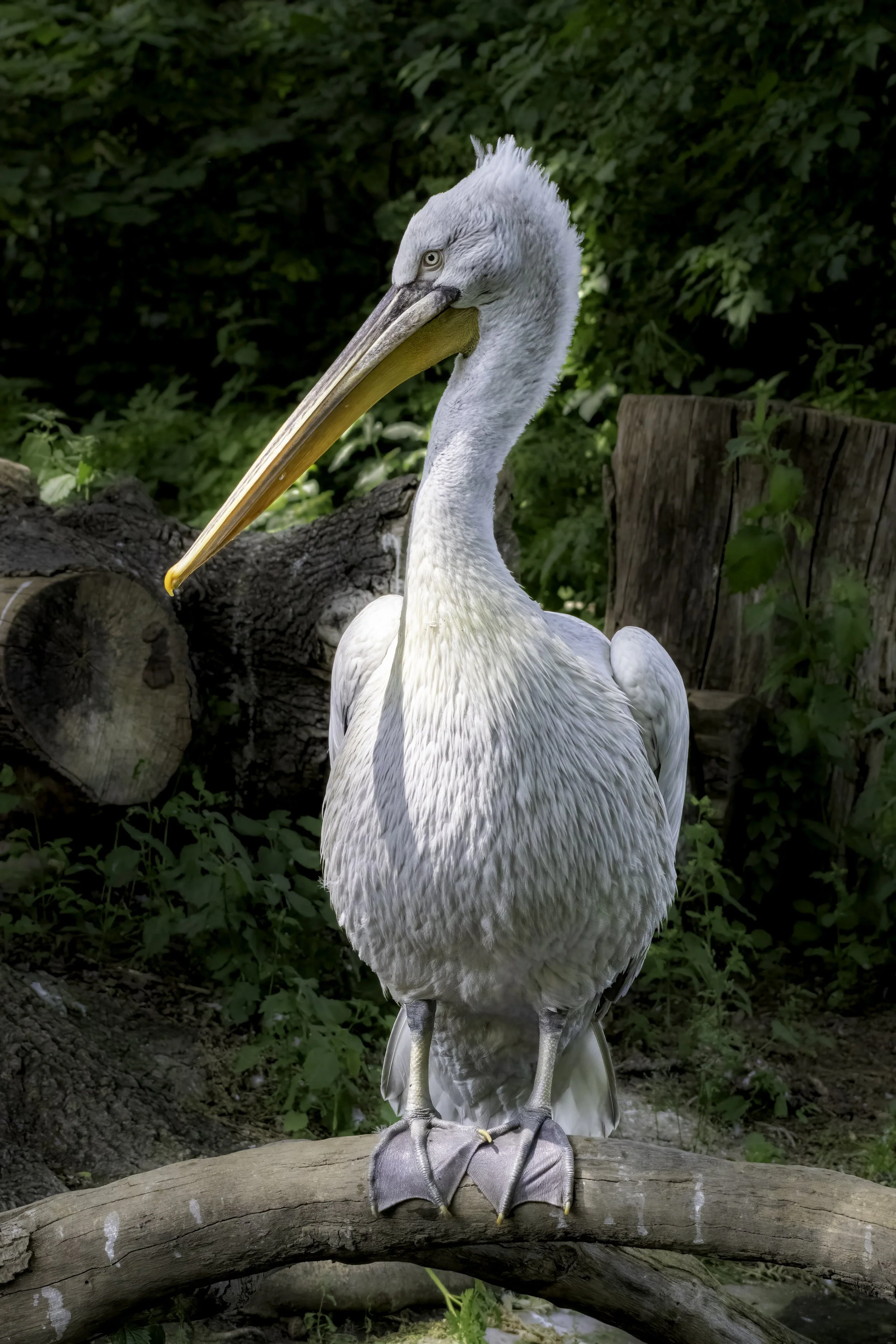 02.06.2023 - Pelikan