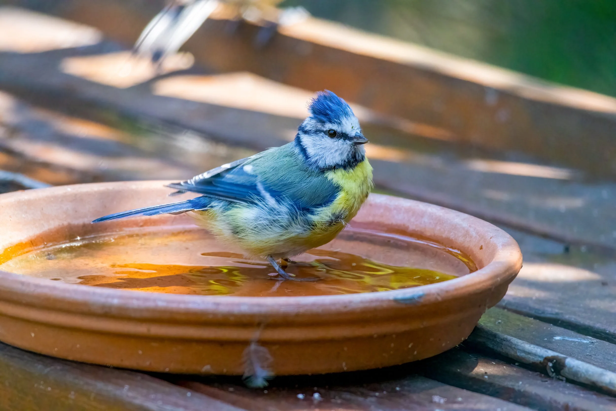 09.07.2023 - Blaumeise