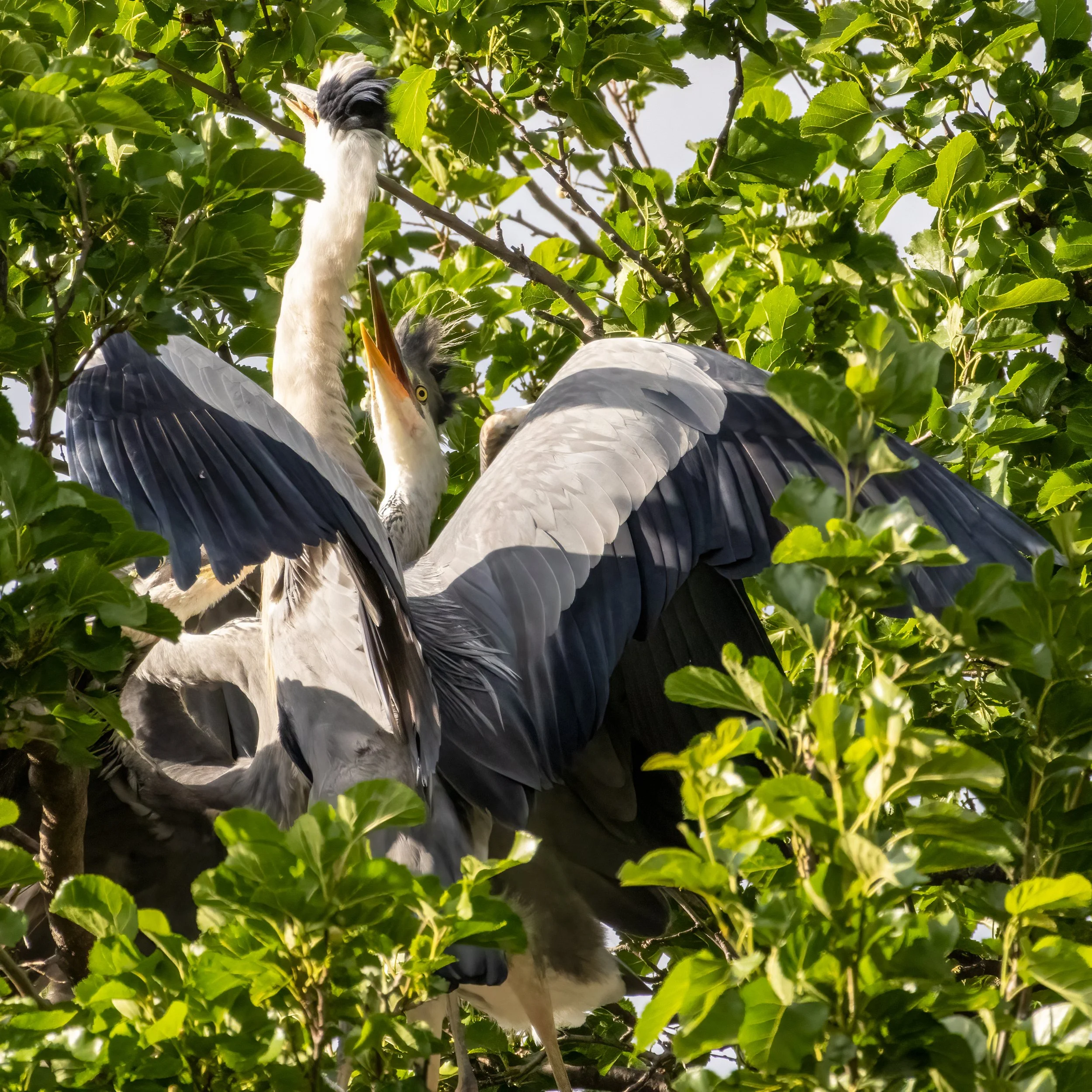 28.07.2023 - Graureiher