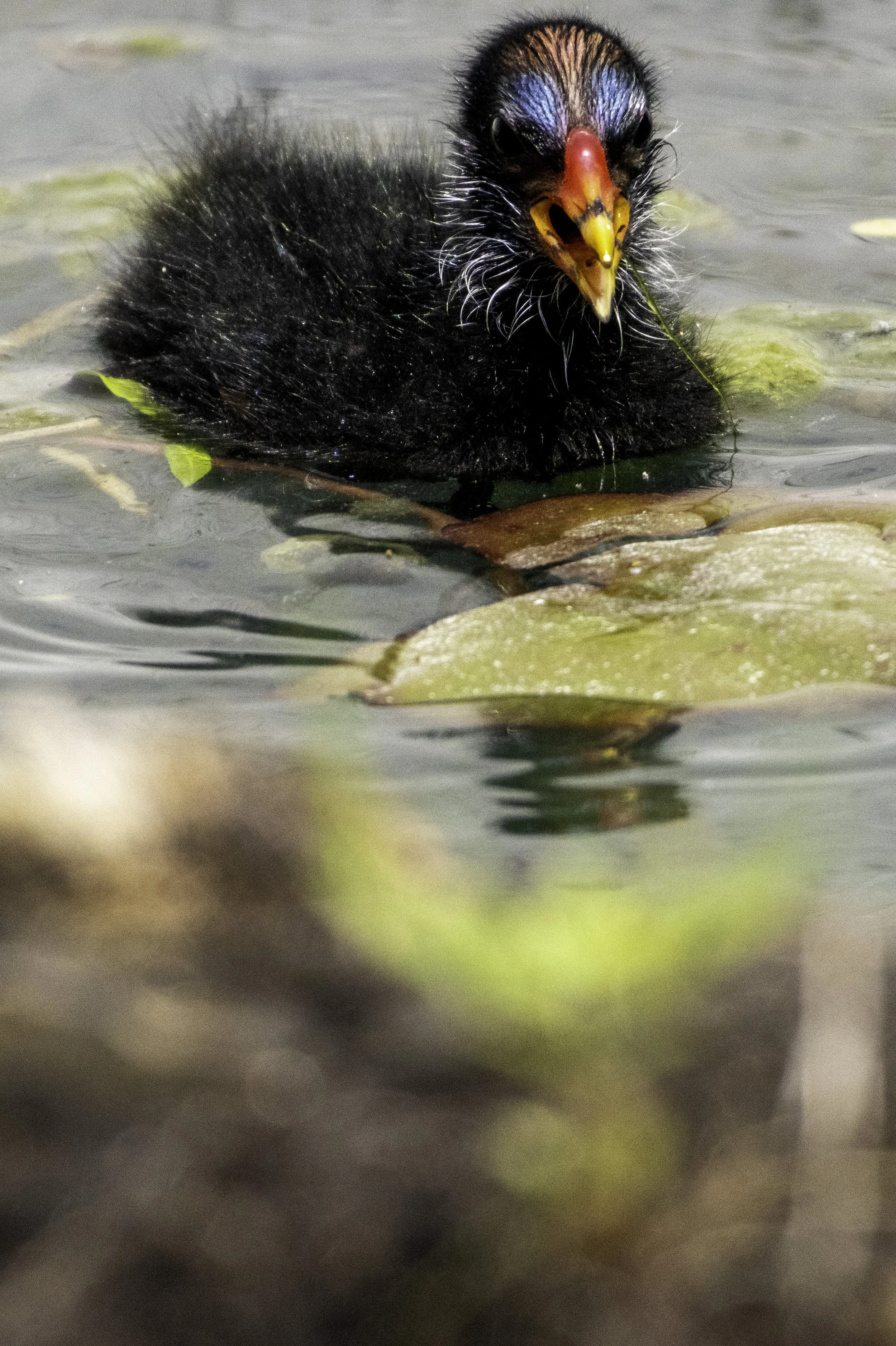 02.06.2023 - Teichhuhn