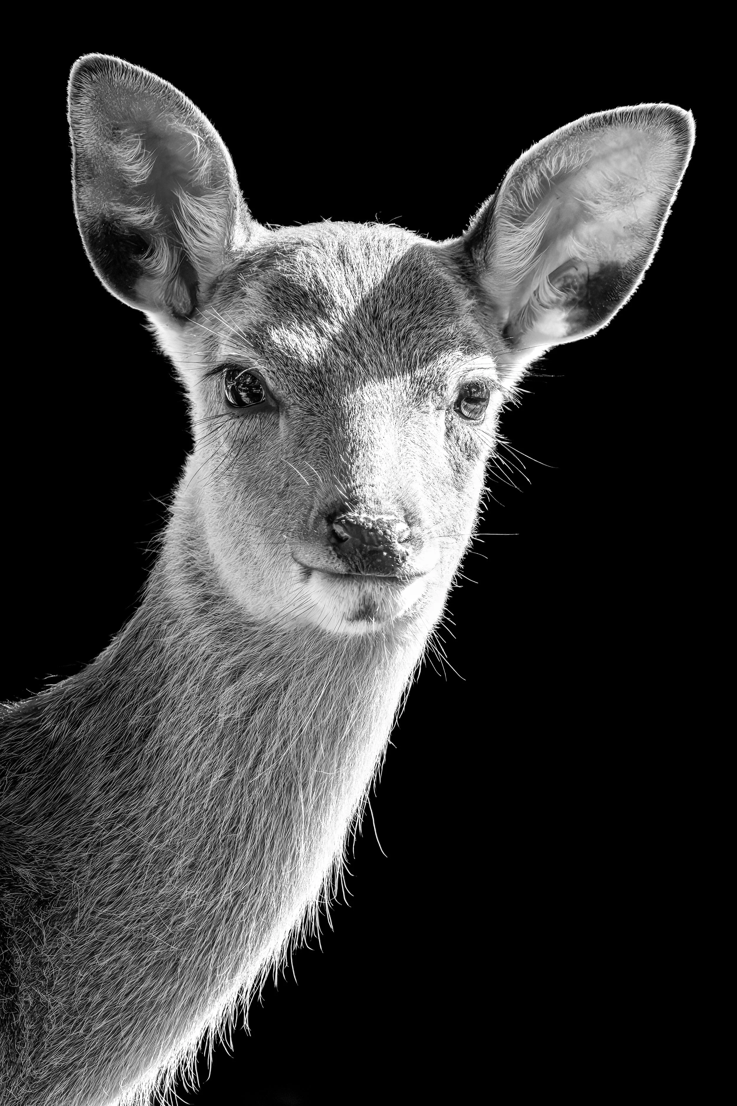 20260929_0180_Wildpark Ernstbrunn-Bearbeitet.jpg