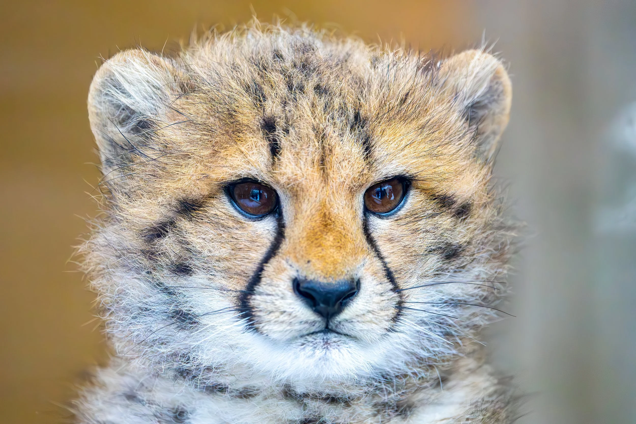 20260109_0036_Zoo Schönbrunn.jpg