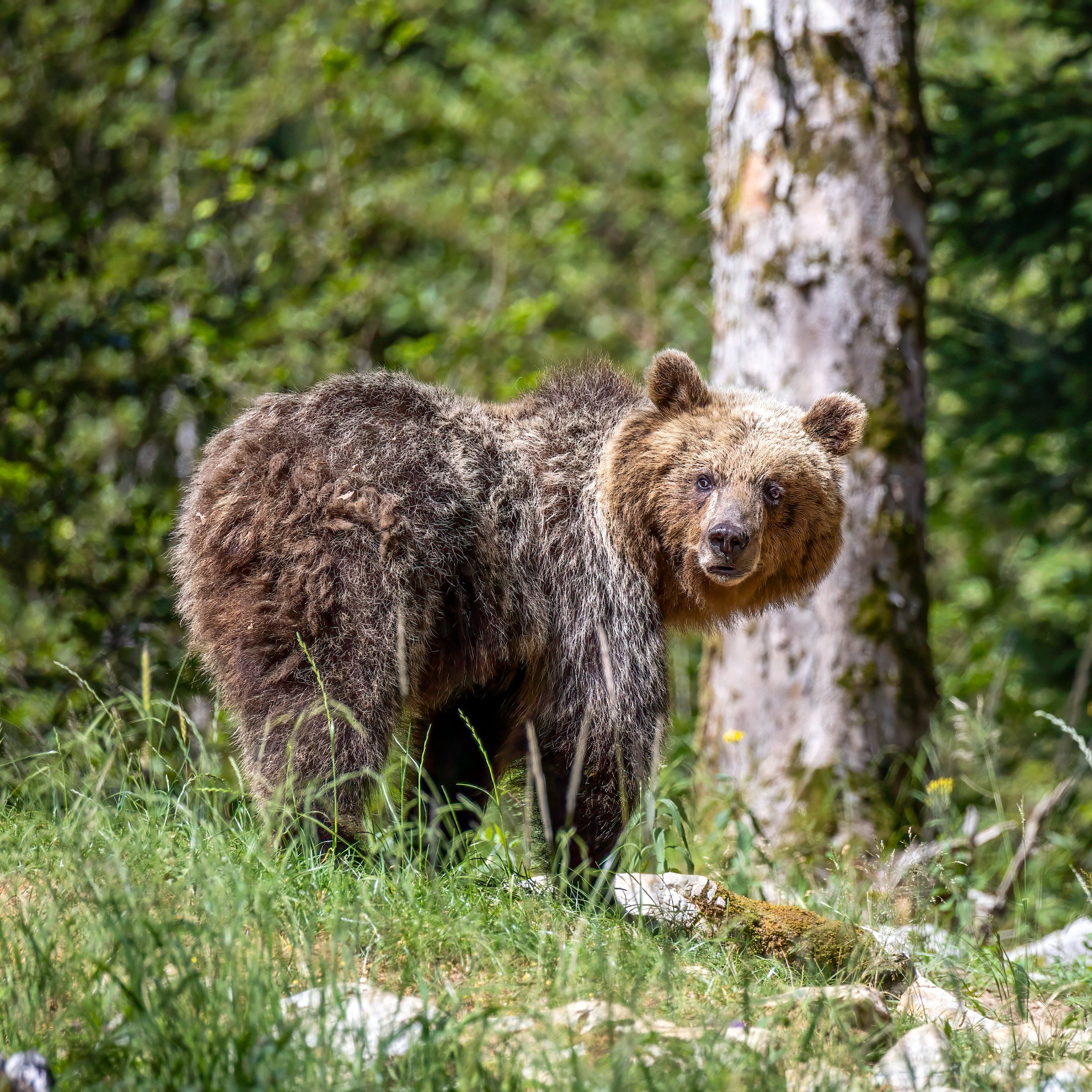 20260723_0497_Slowenien Bärenhide-Bearbeitet.jpg