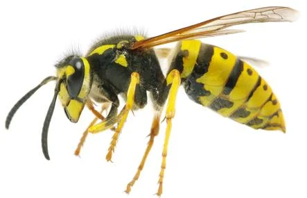 a wasp in midair