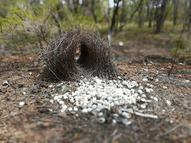 Image: A small structure made from sticks, with white shells in front of it. Photo credit: davidfntau, flikr