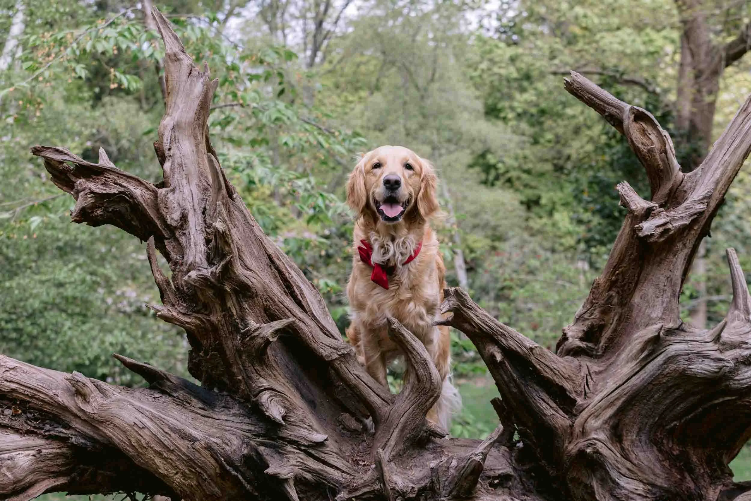 A golden retriever portrait taken during a dog photoshoot in Richmond park, Surrey