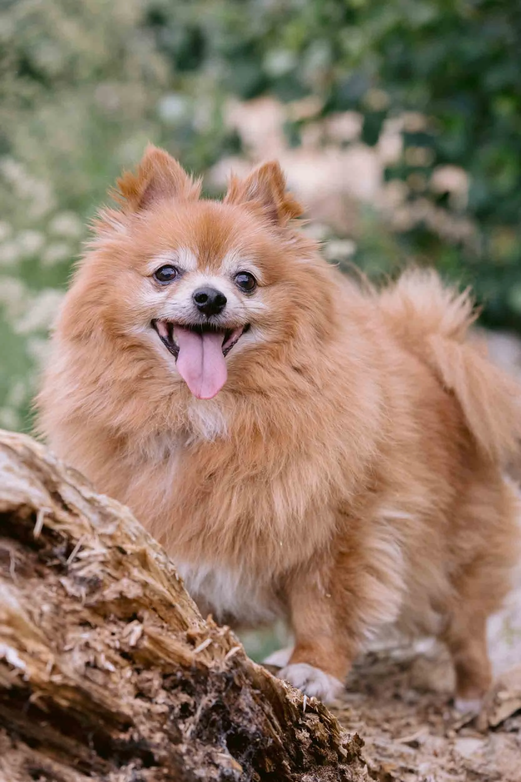 A portrait of a pomeranian standing on a log on Clapham Common during a senior dog photo session in London
