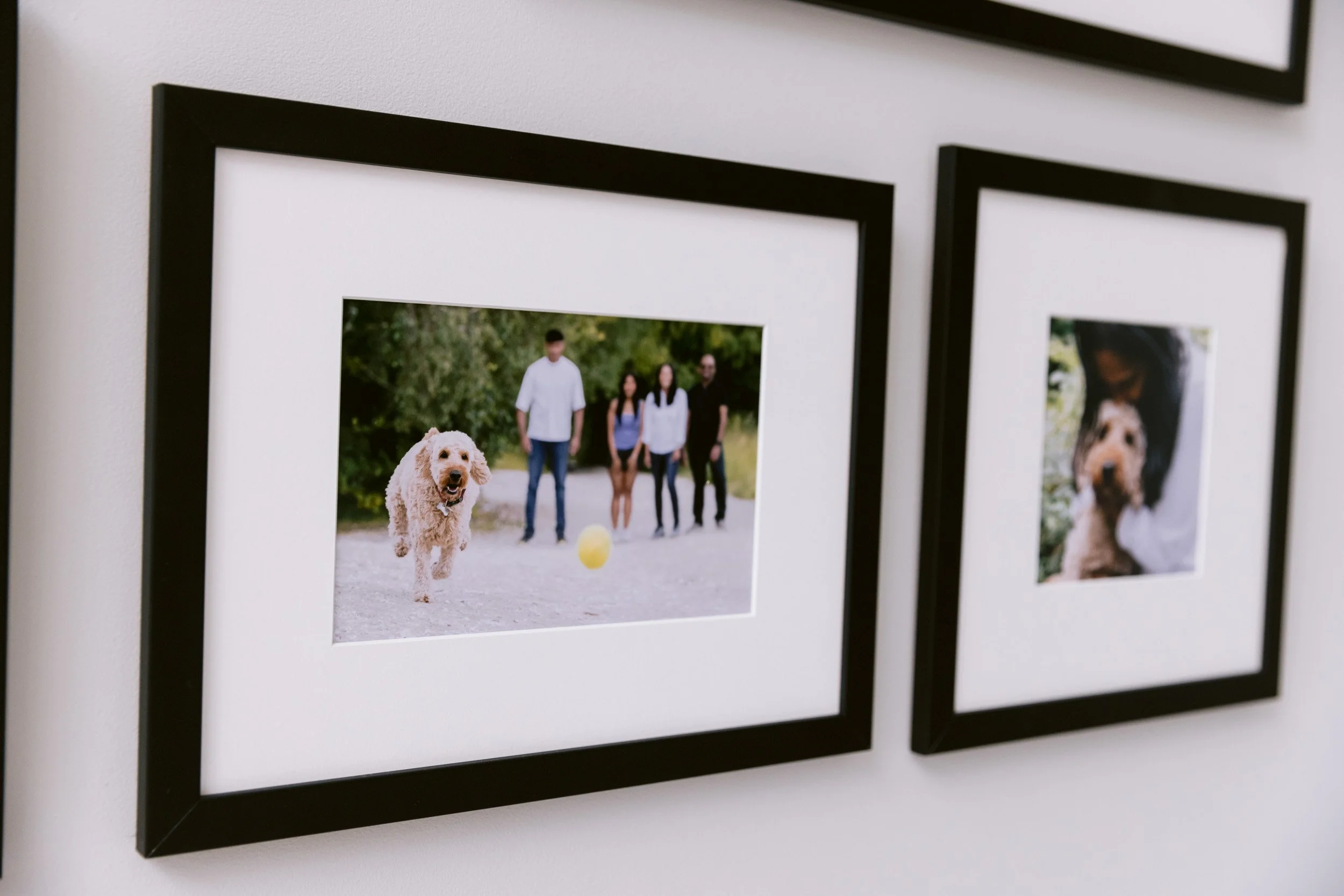 Framed photograph of a dog playing with a yellow ball, with three people standing behind it in a park.