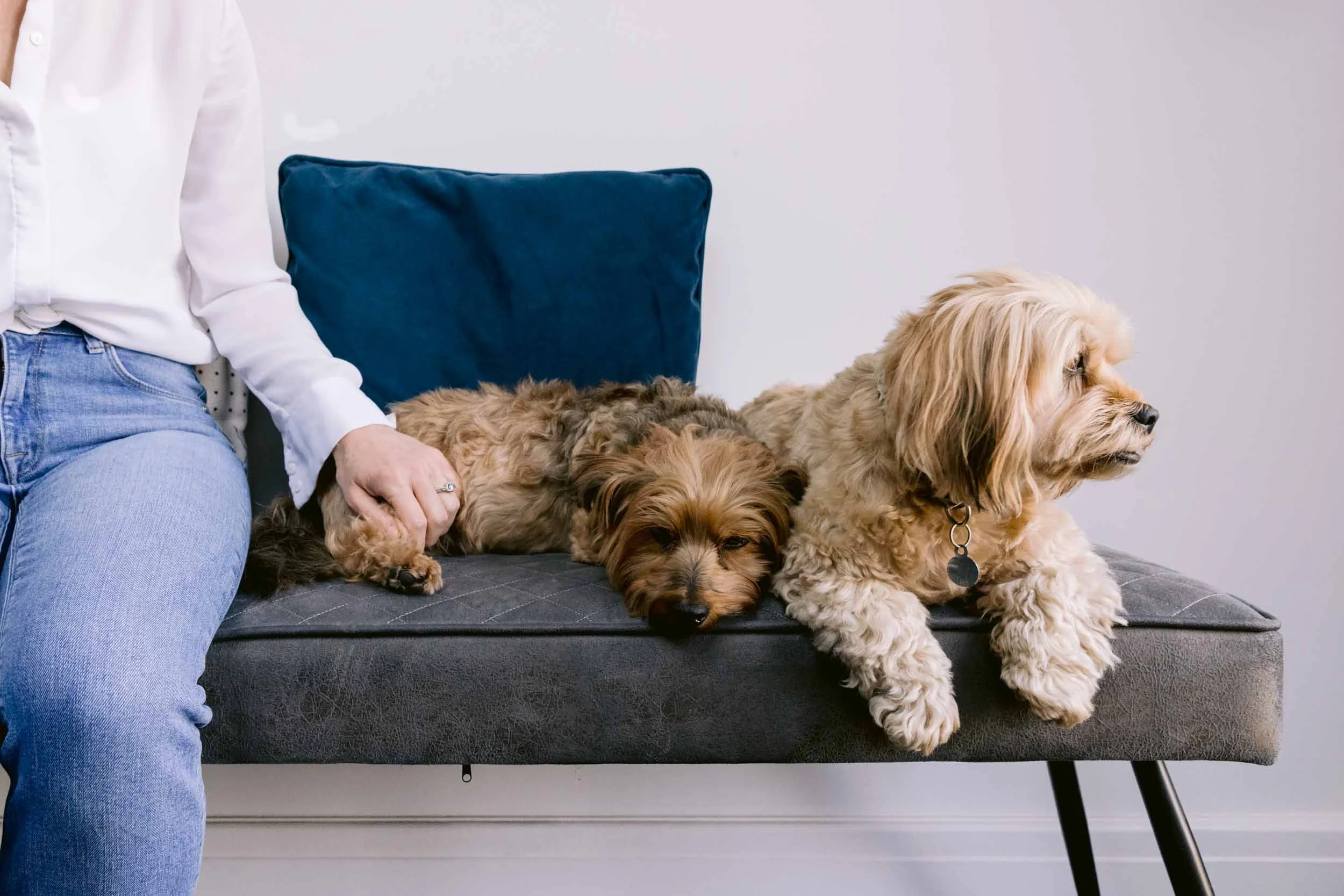 A senior dog and her daughter rest on the sofa at home