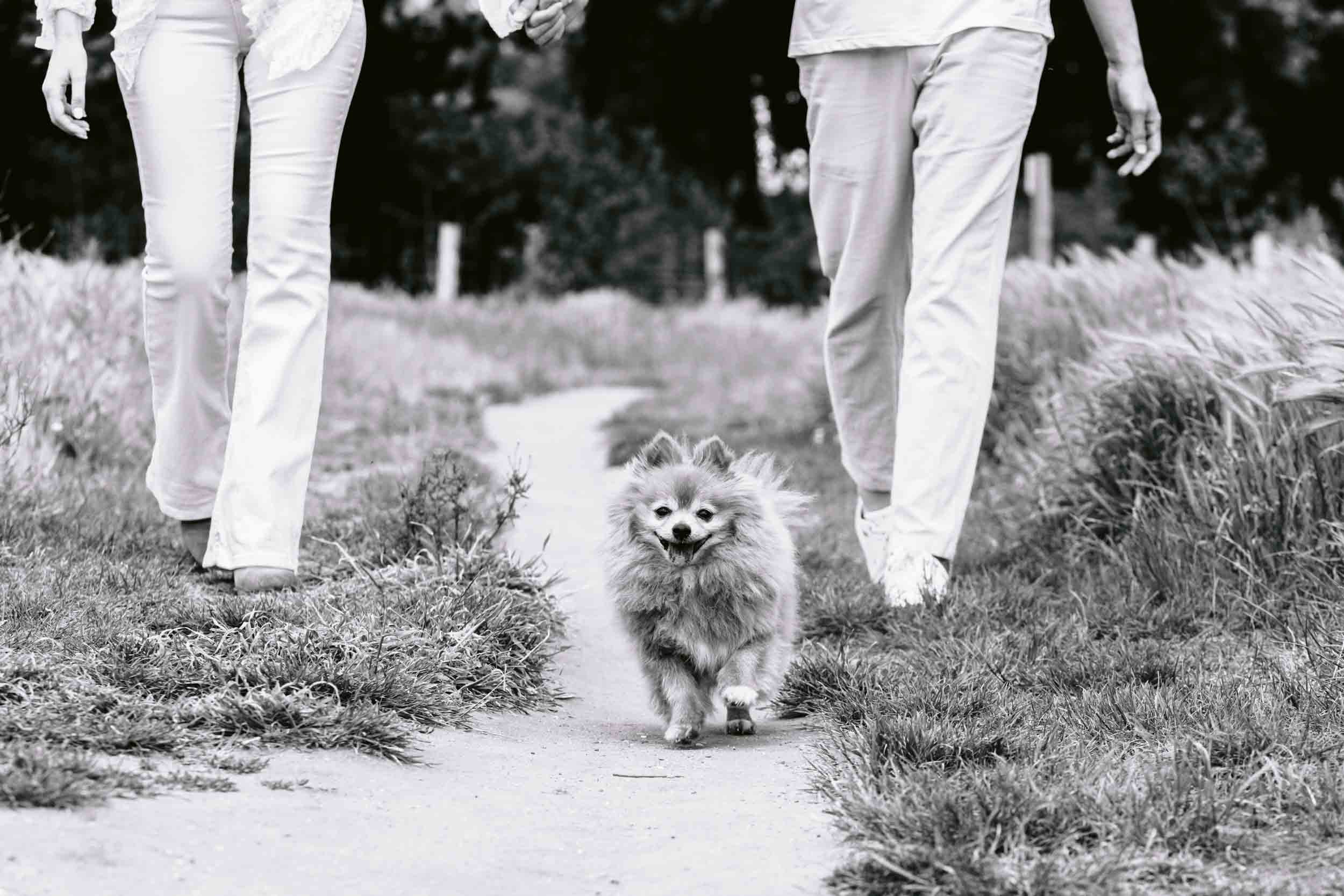 Pomaranian walking along a path in Clapham Common