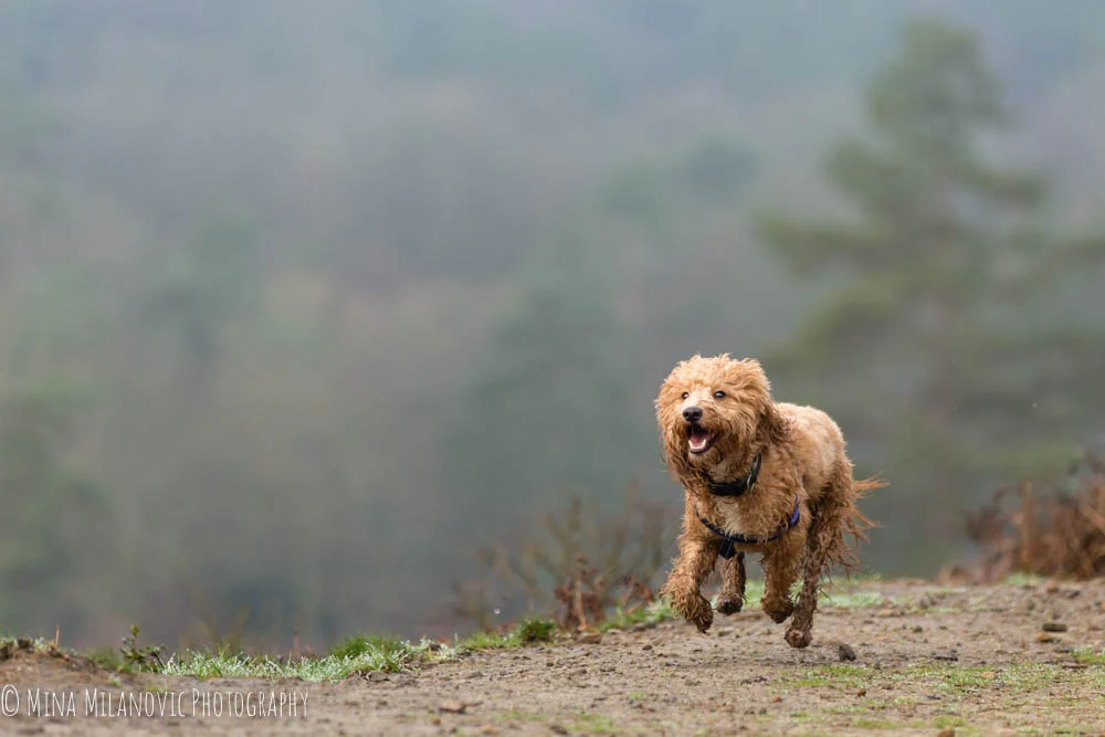 Mina Milanovic Dog Photography / Dog Photographer London Dorking Surrey