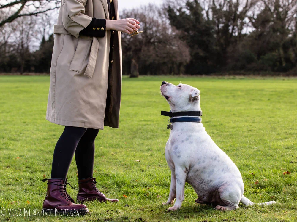 Mina Milanovic Pet Photography_Dog photographer Twickenham Richmond Surrey London
