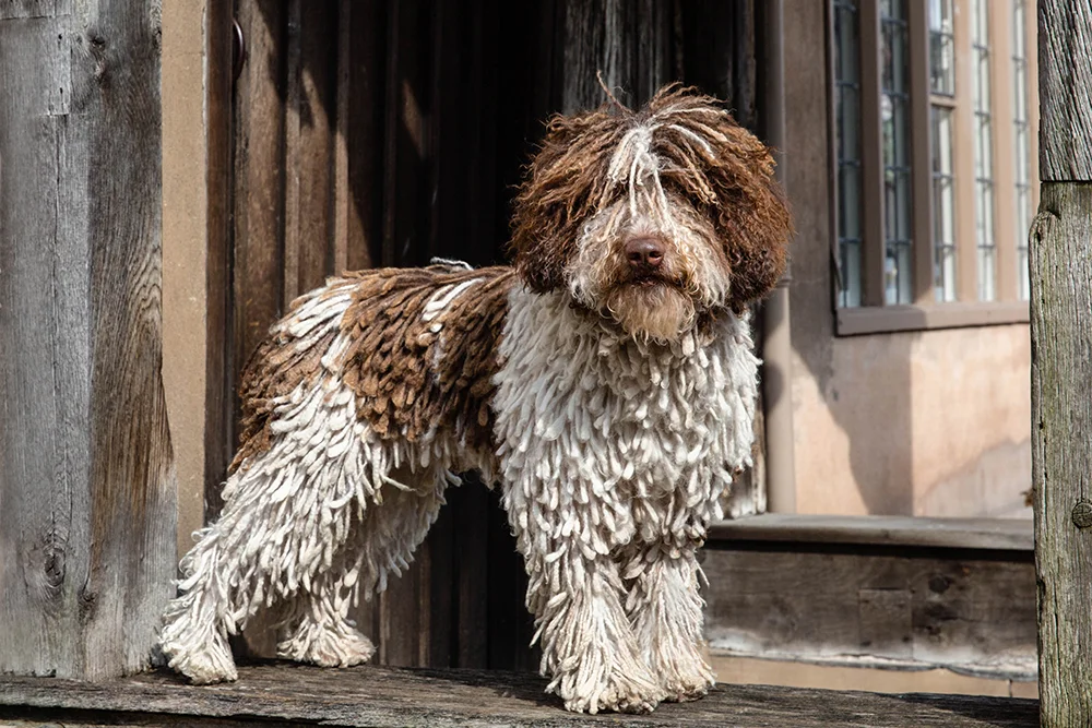 crufts spanish water dog