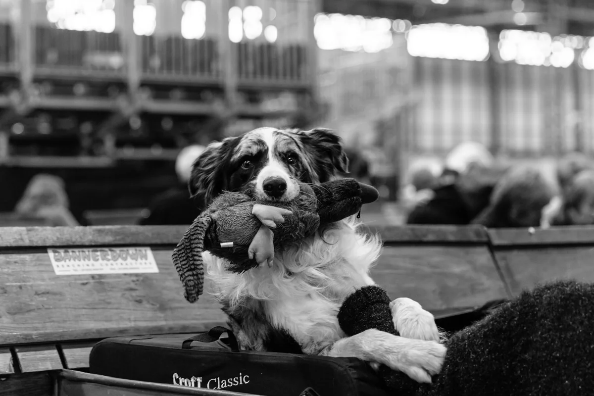 Crufts dog photography / Richmond-upon-Thames and London Dog Photographer