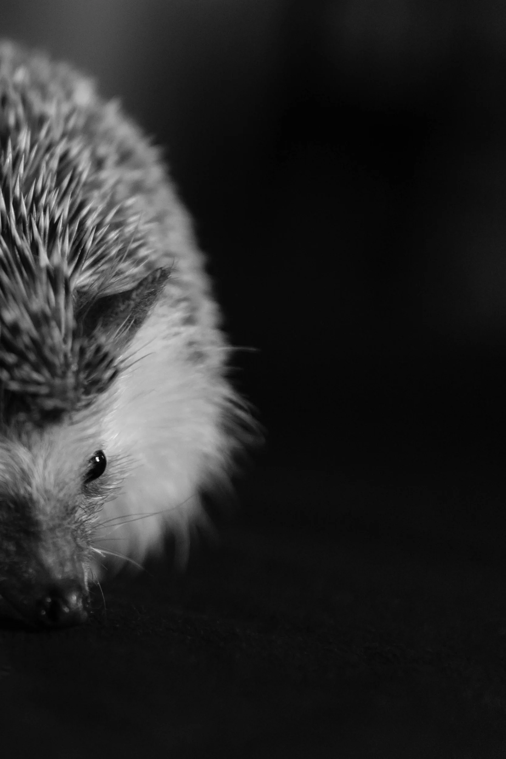 pygmy hedgehog london