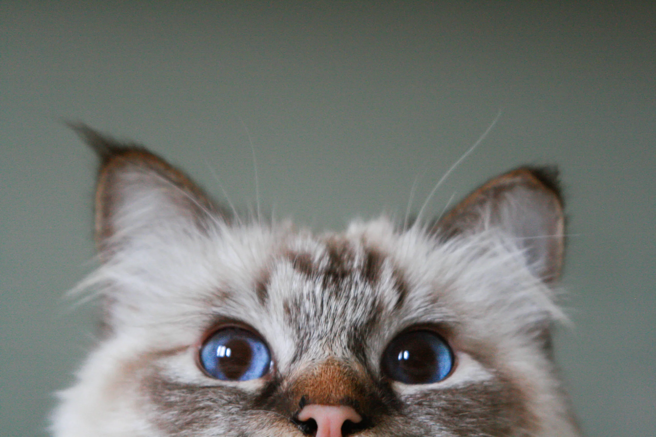 Professional cat photography London