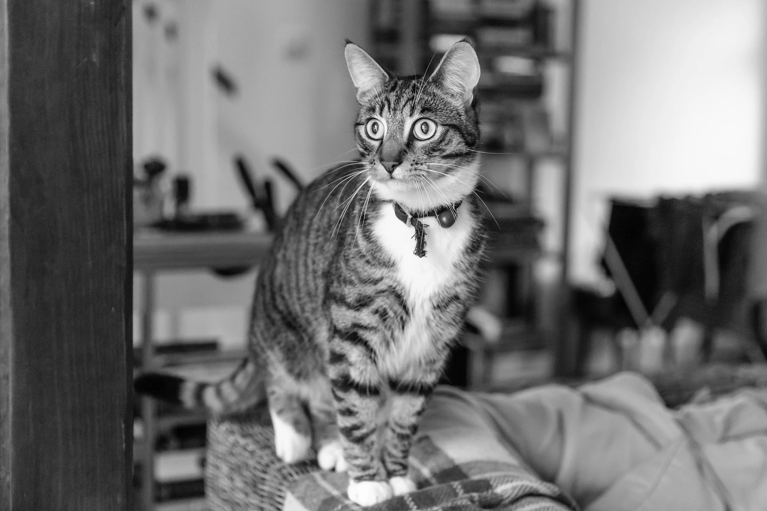 Professional pet photography London and Surrey