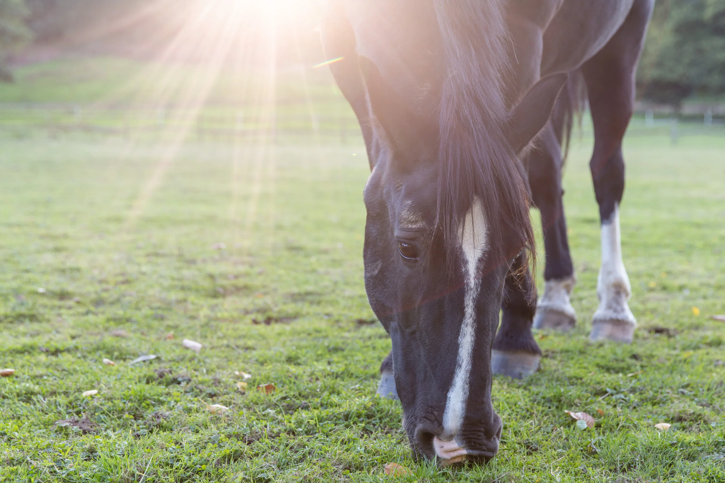 Professional Horse Photography Surrey