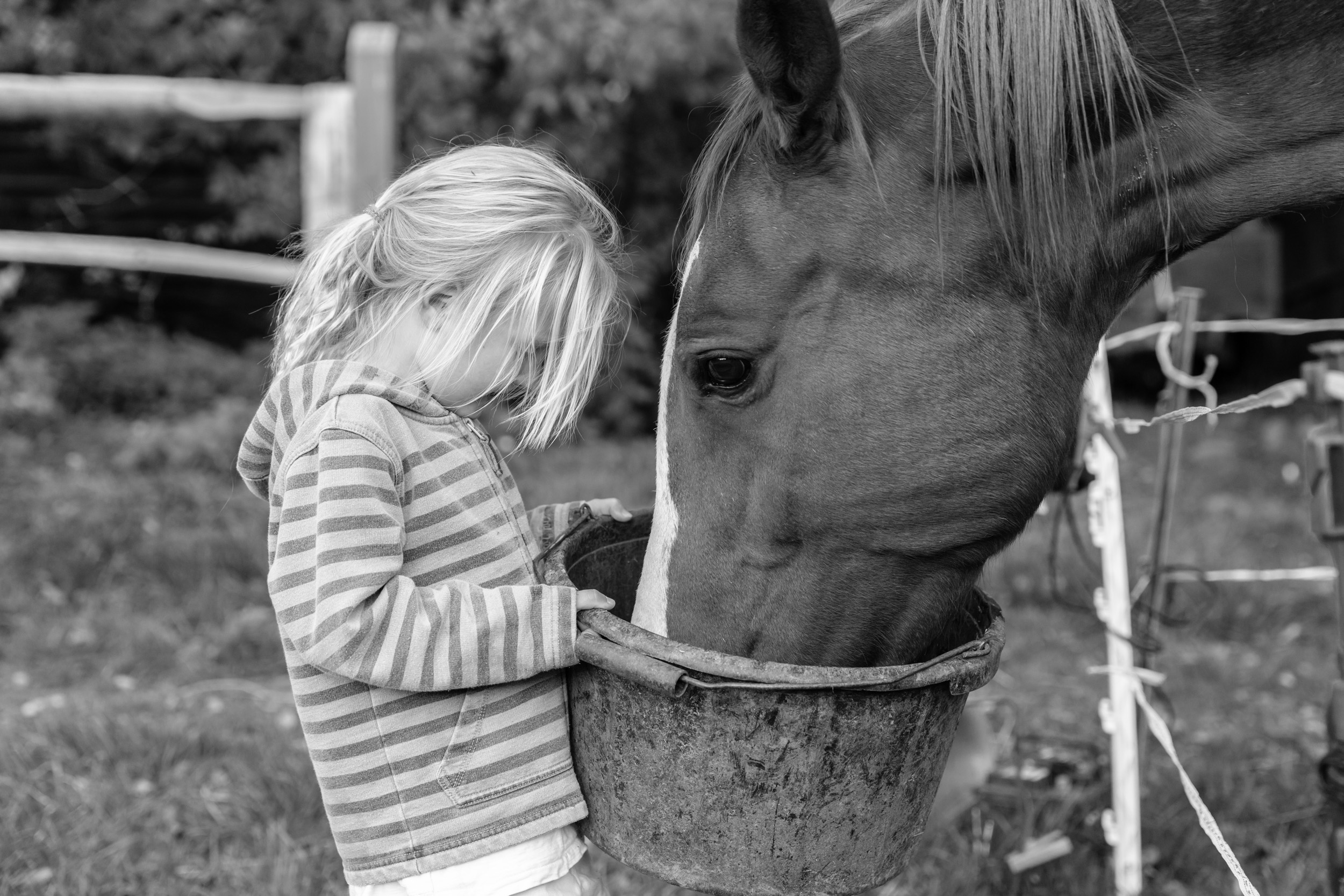 Surrey Horse Photographer (Copy)