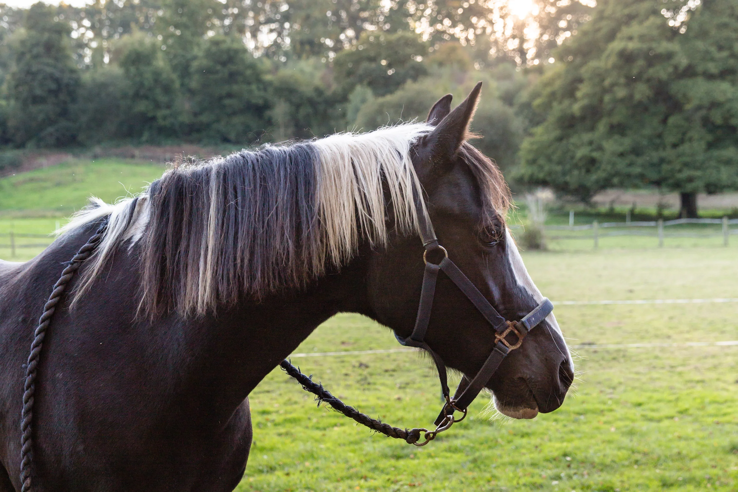 Equine portrait photographer Surrey