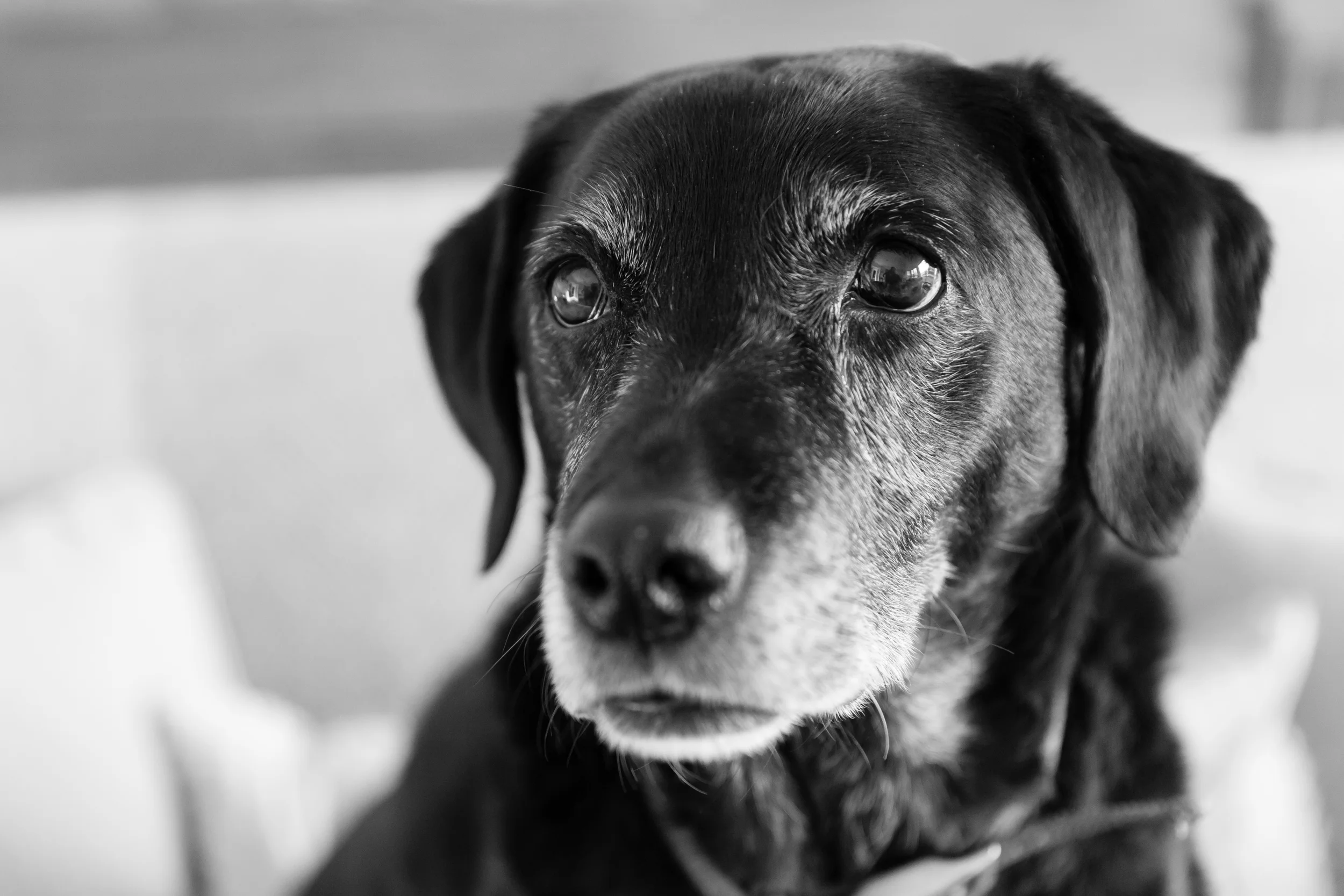 Dog Photography Gift Vouchers
