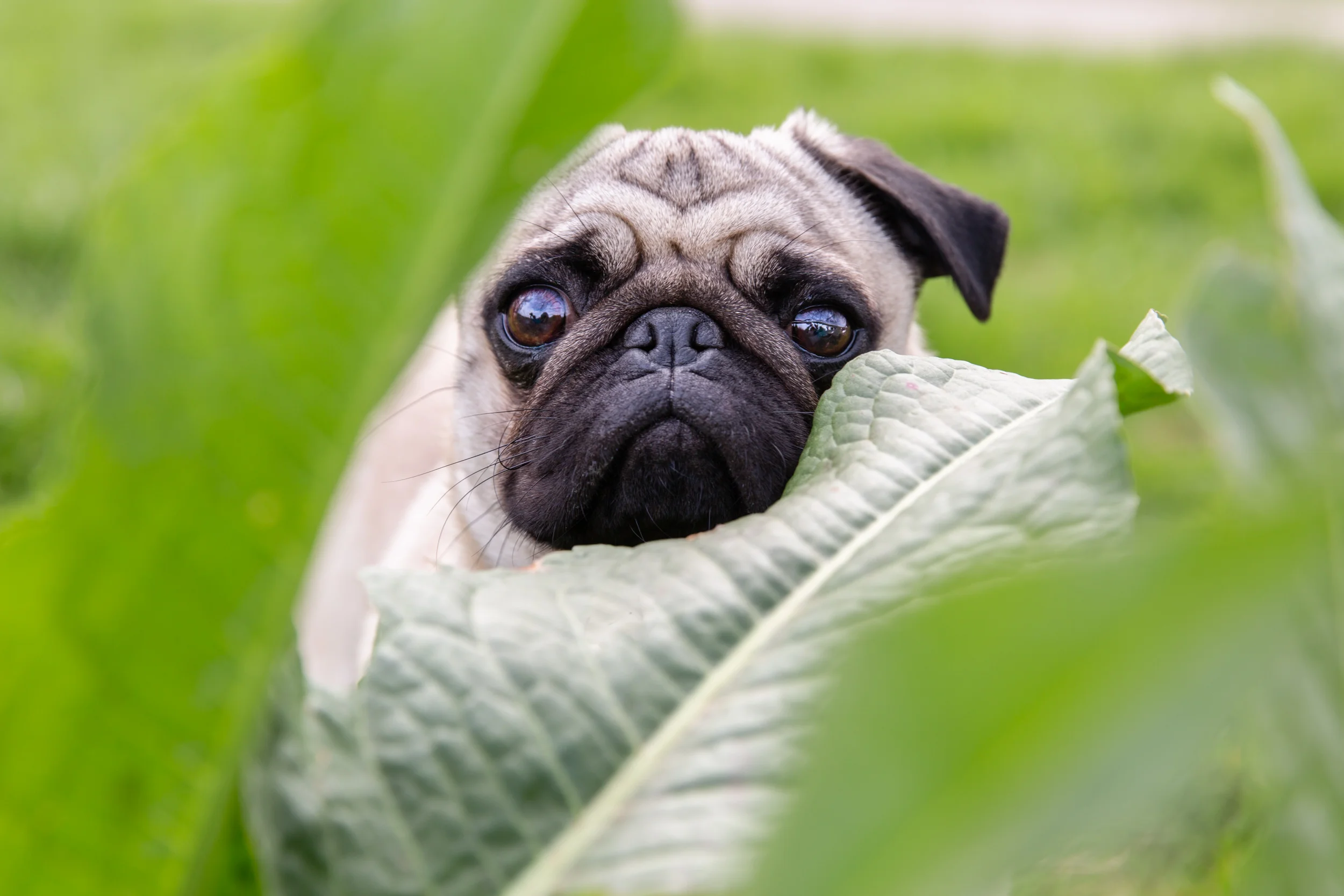 Richmond dog photography gift vouchers
