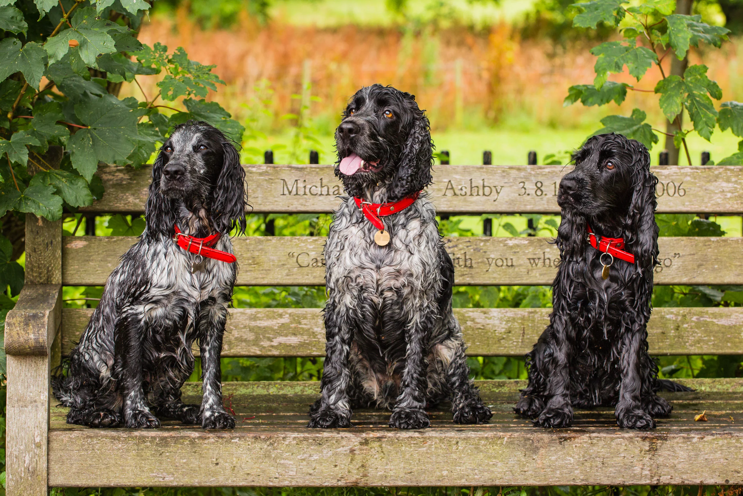Location Pet Photography London