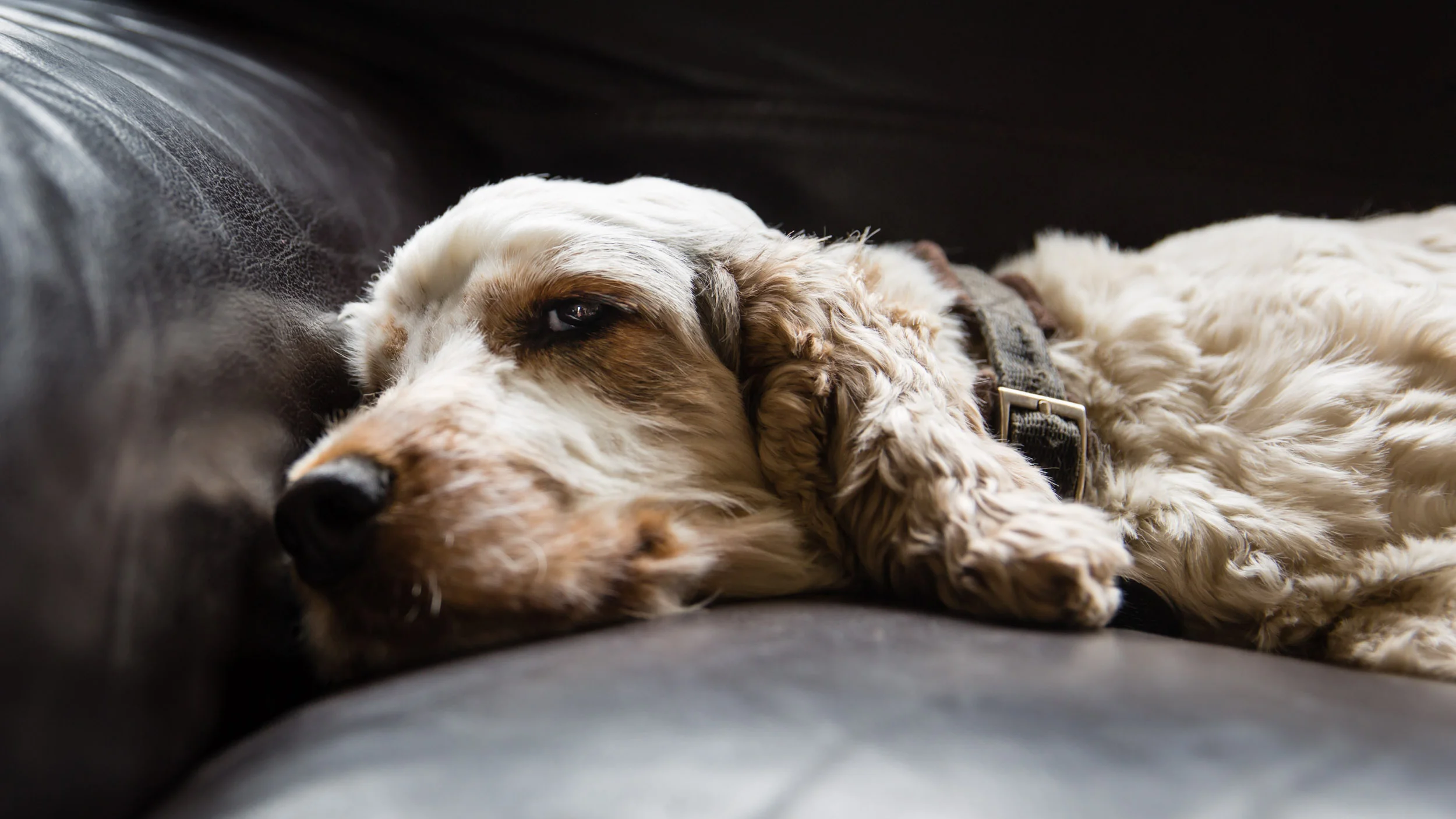 Professional Dog and Pet Photographer London