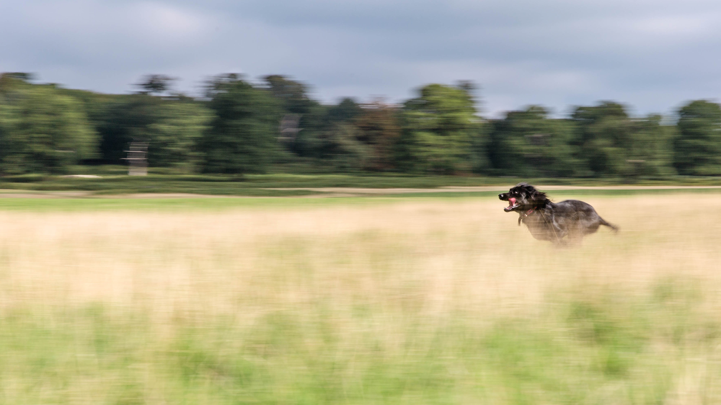 Professional dog and pet photography Richmond-upon-Thames