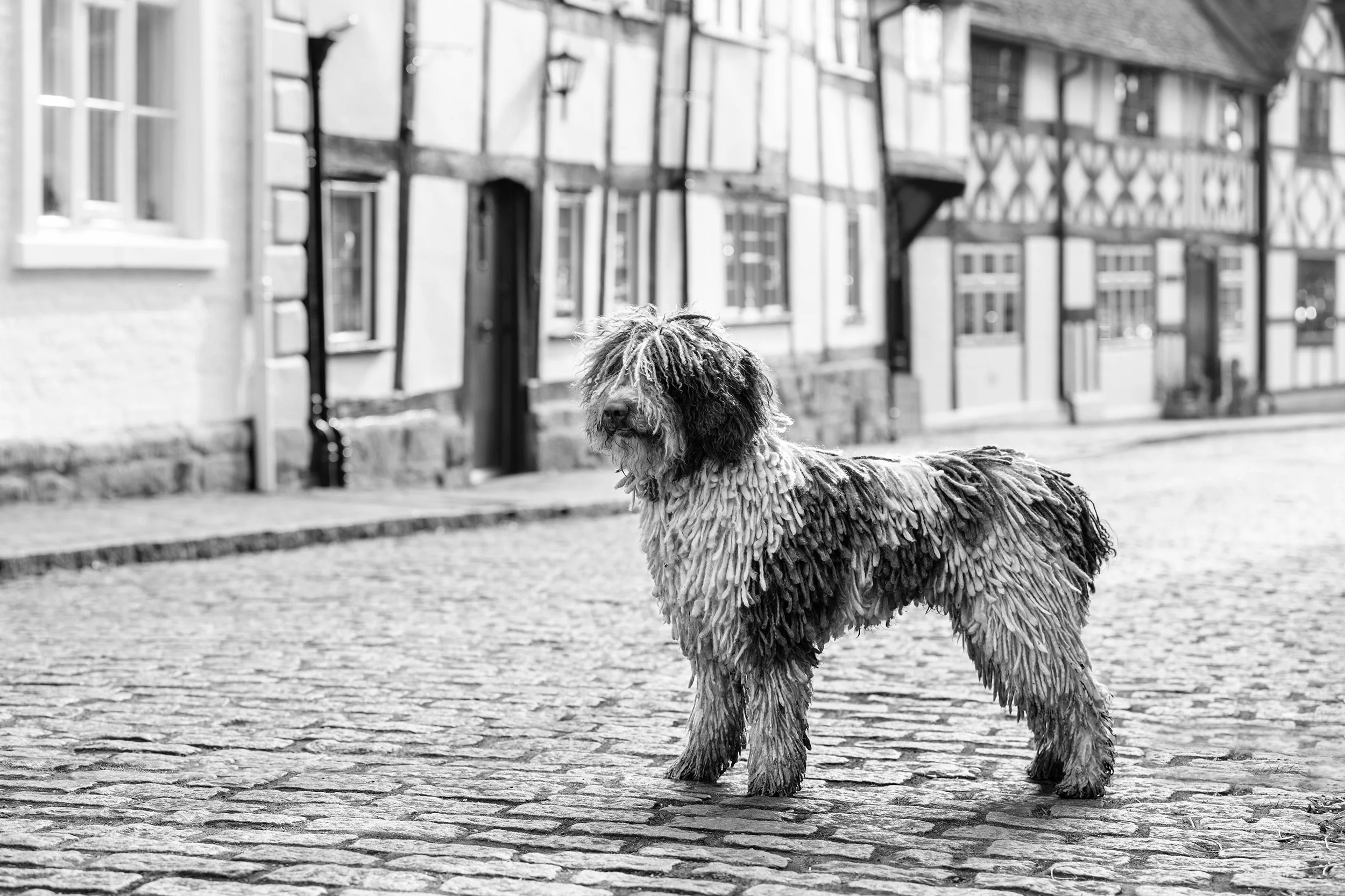 Dog portrait photography London