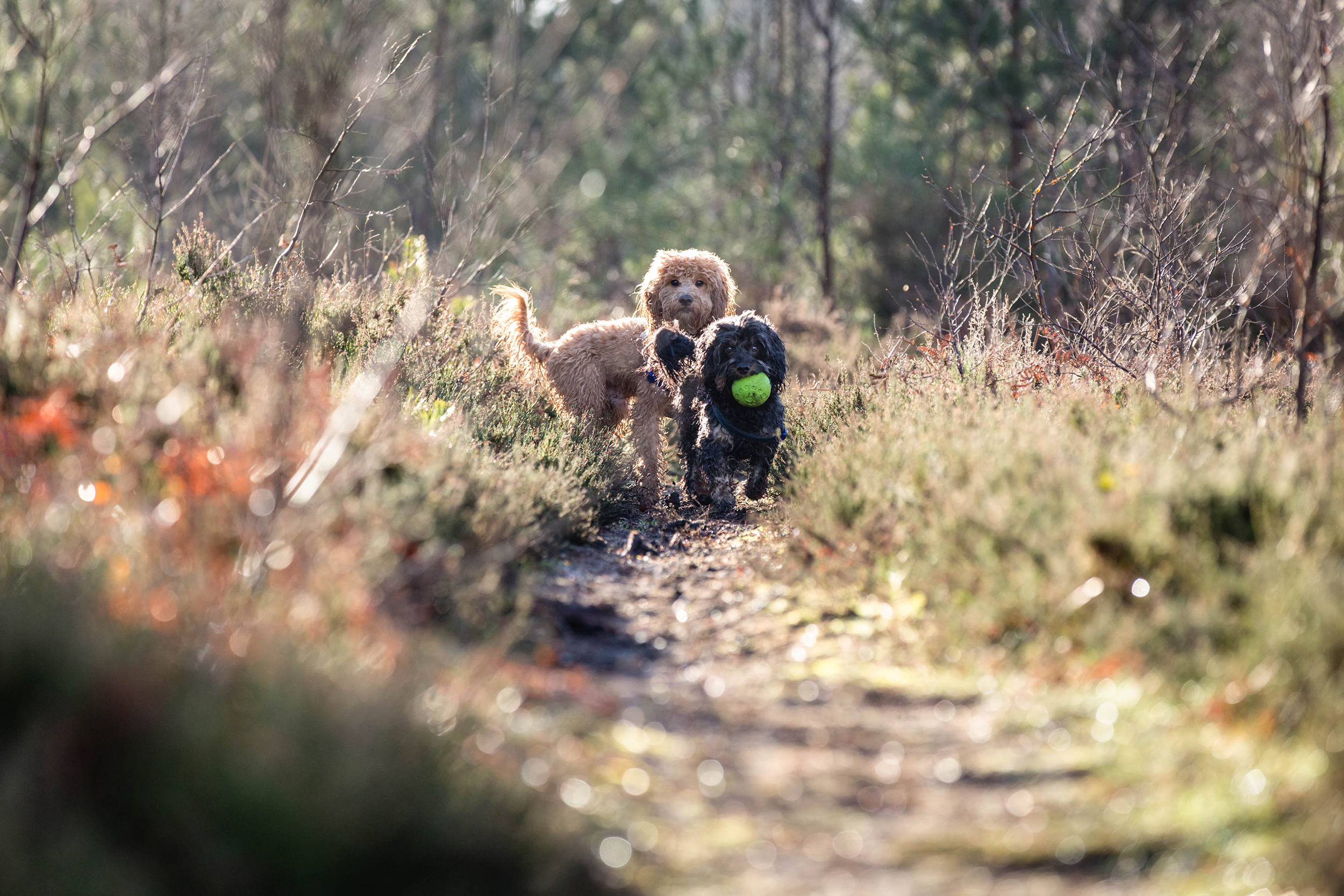 Professional dog photography Surrey