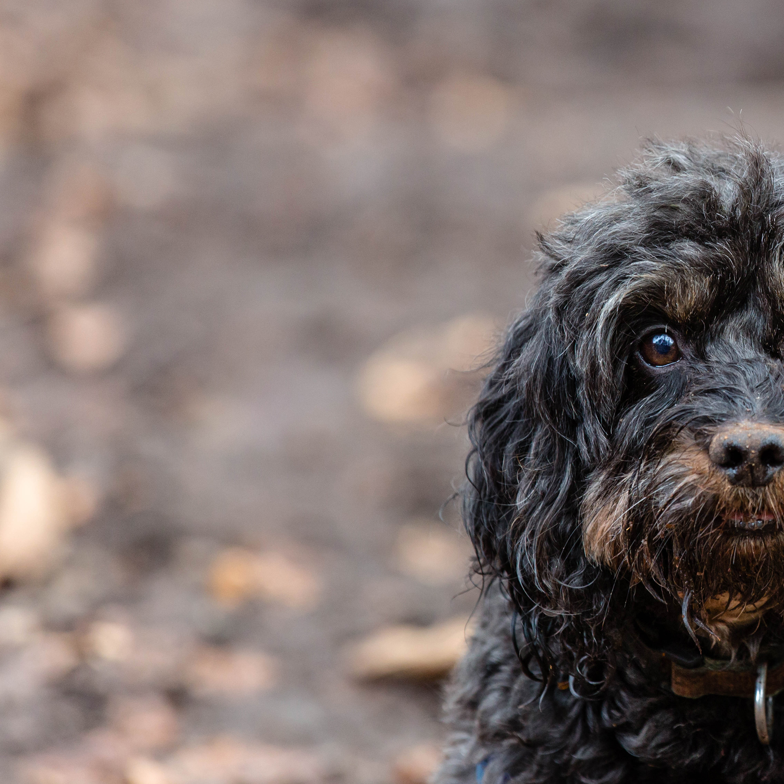 Natural dog portraits