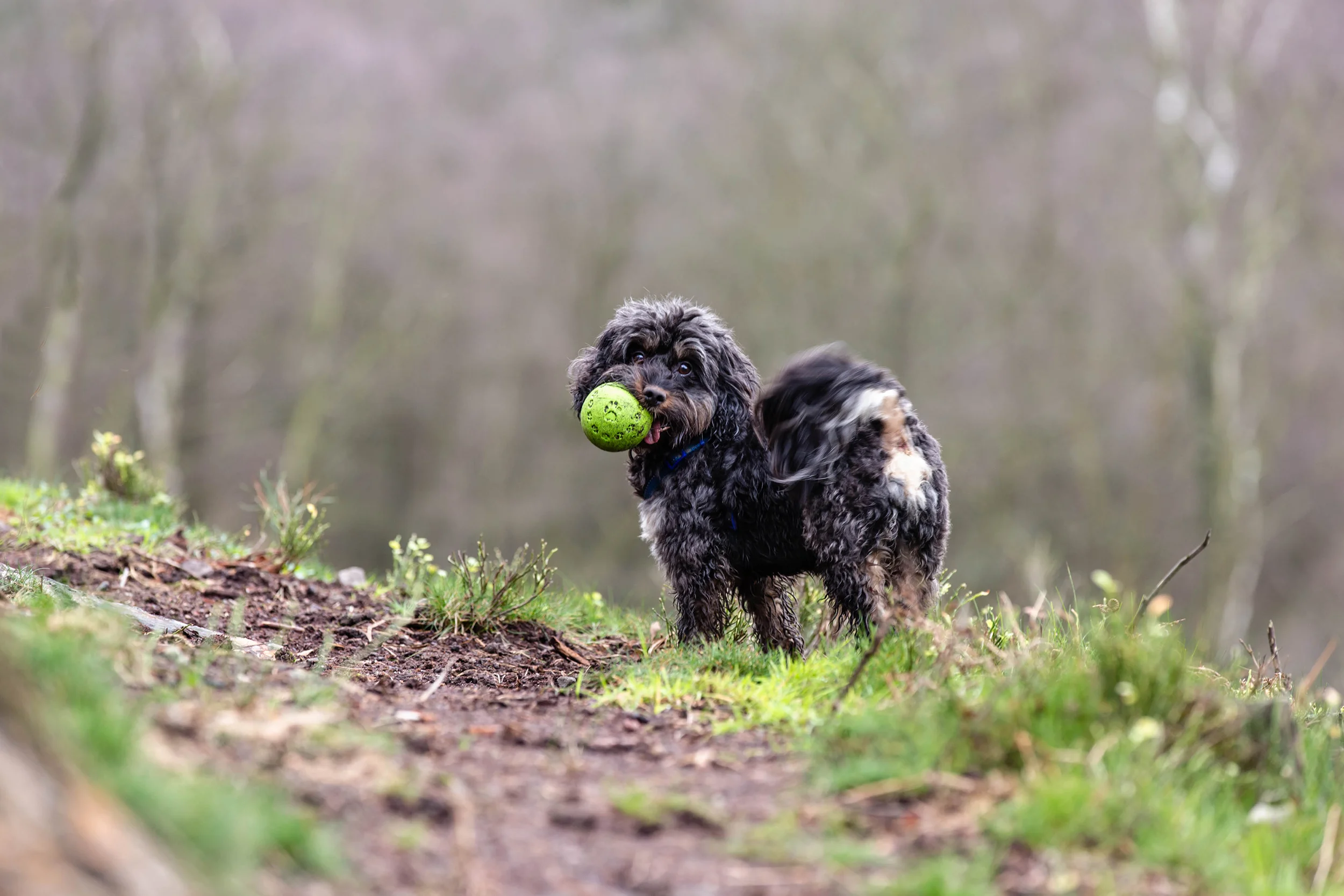 Surrey Hills Dog Photographer