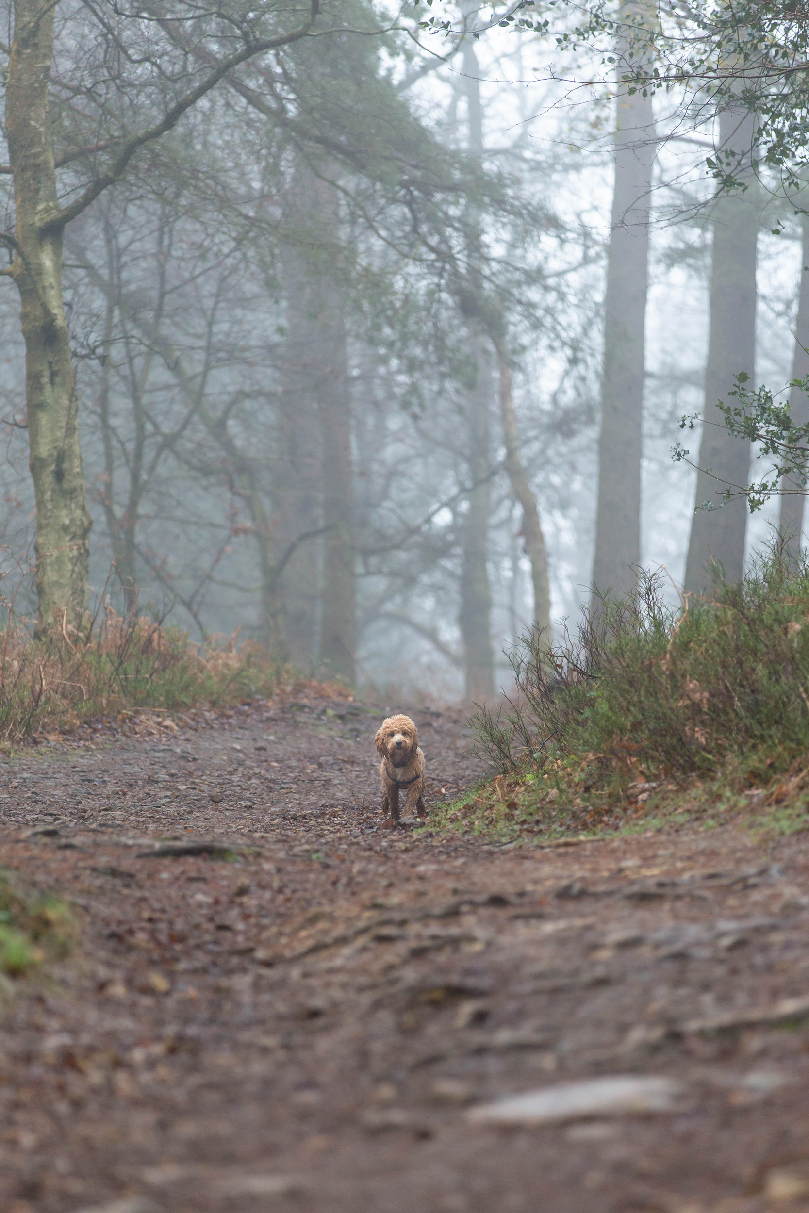 Location dog photography Surrey