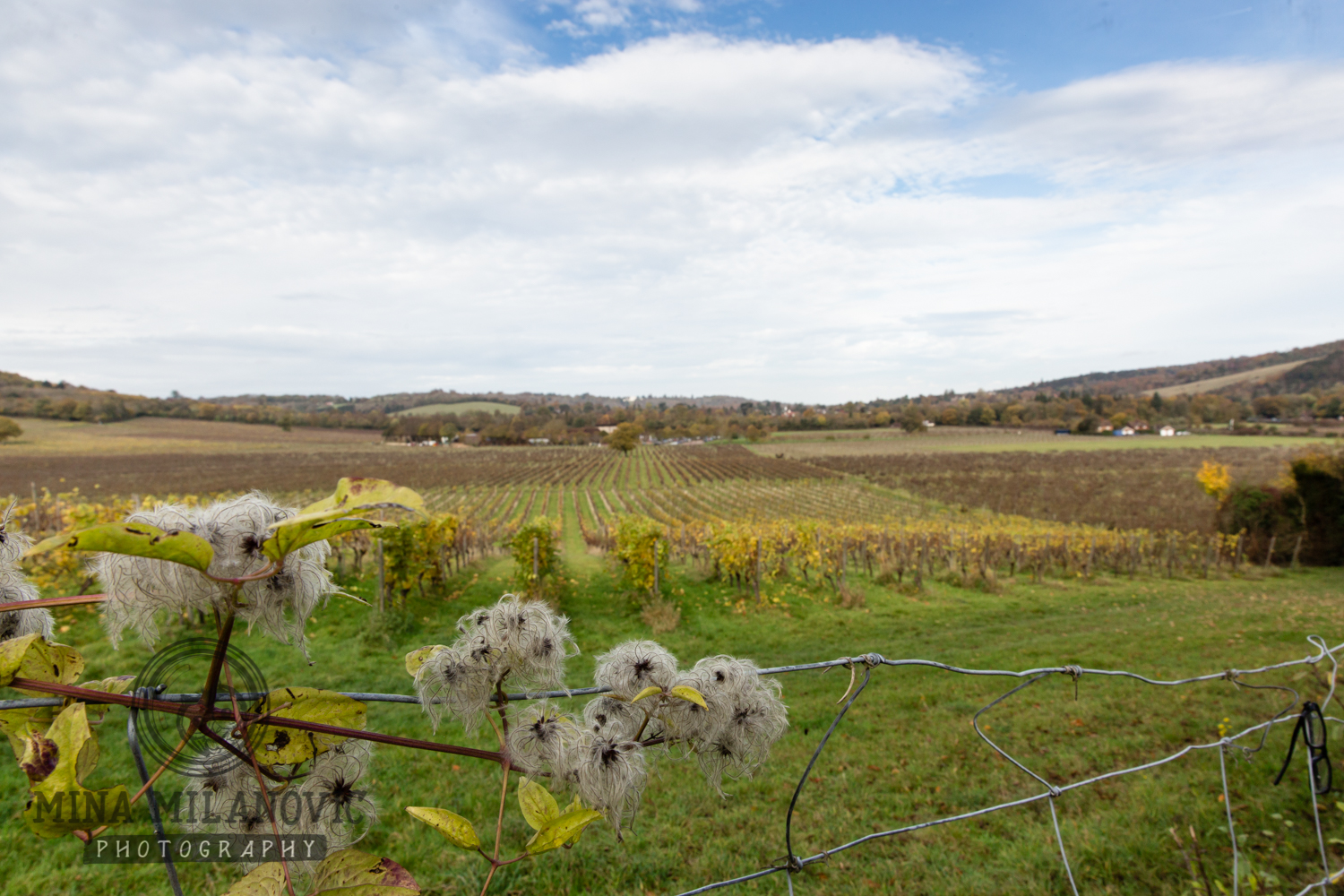 Denbies Wine Estate Event Photographer