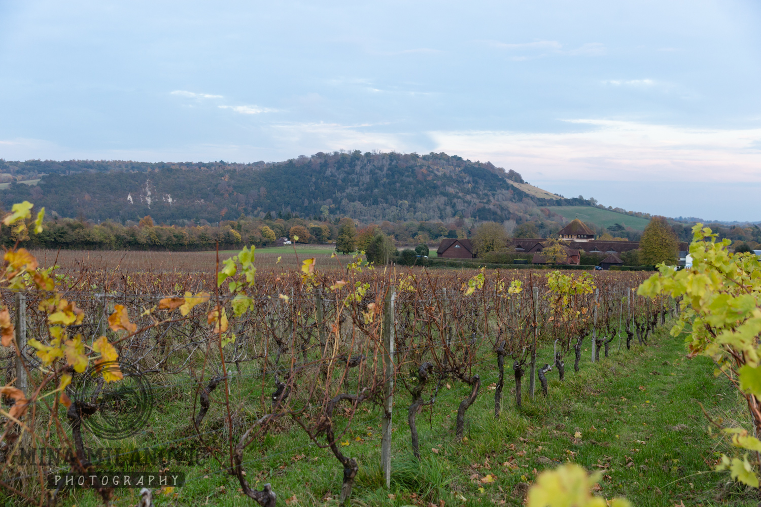 Richmond-upon-Thames Family Photographer at Denbies Wine Estate