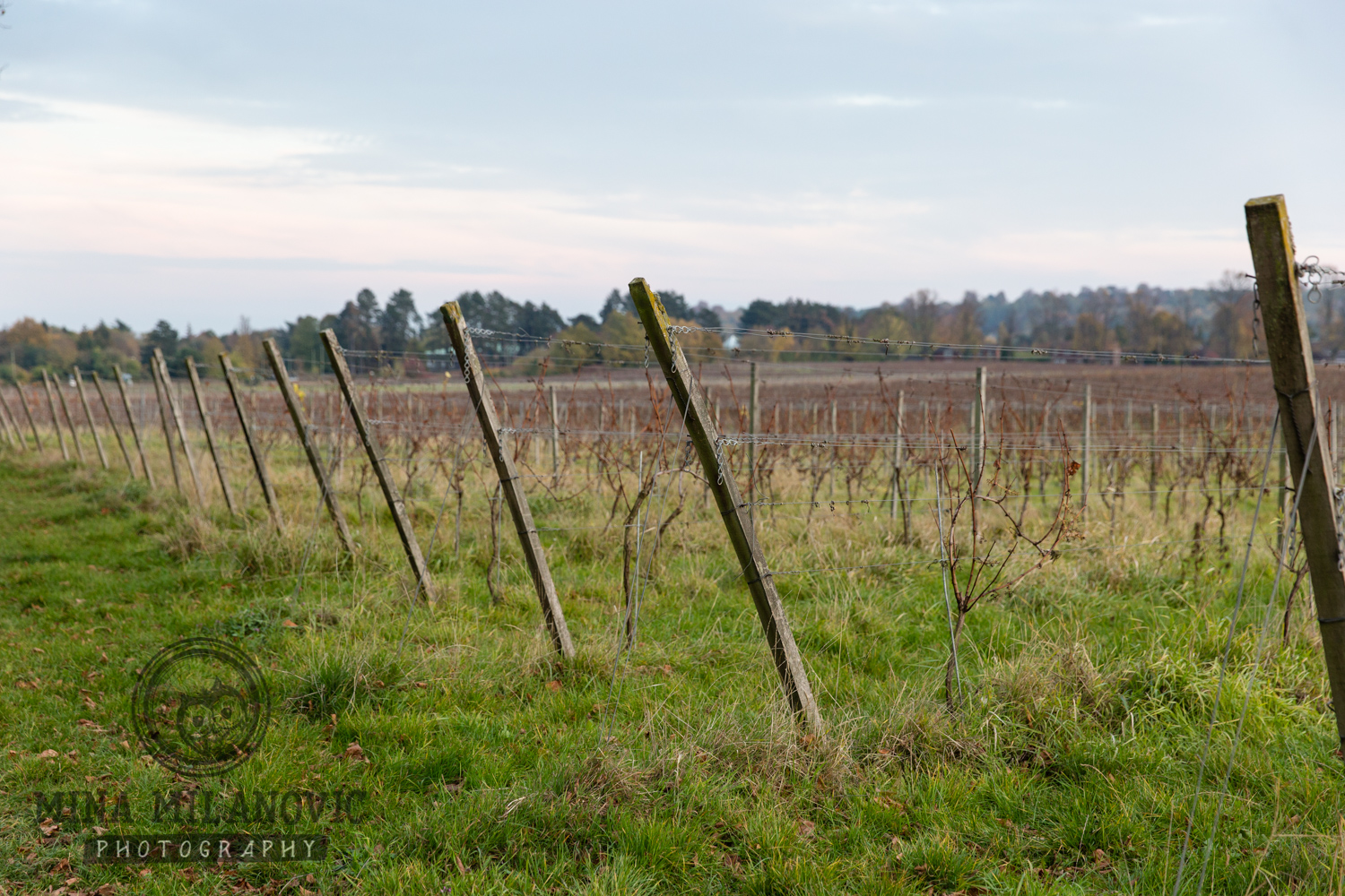 York House Wedding Photographer at Denbies Wine Estate