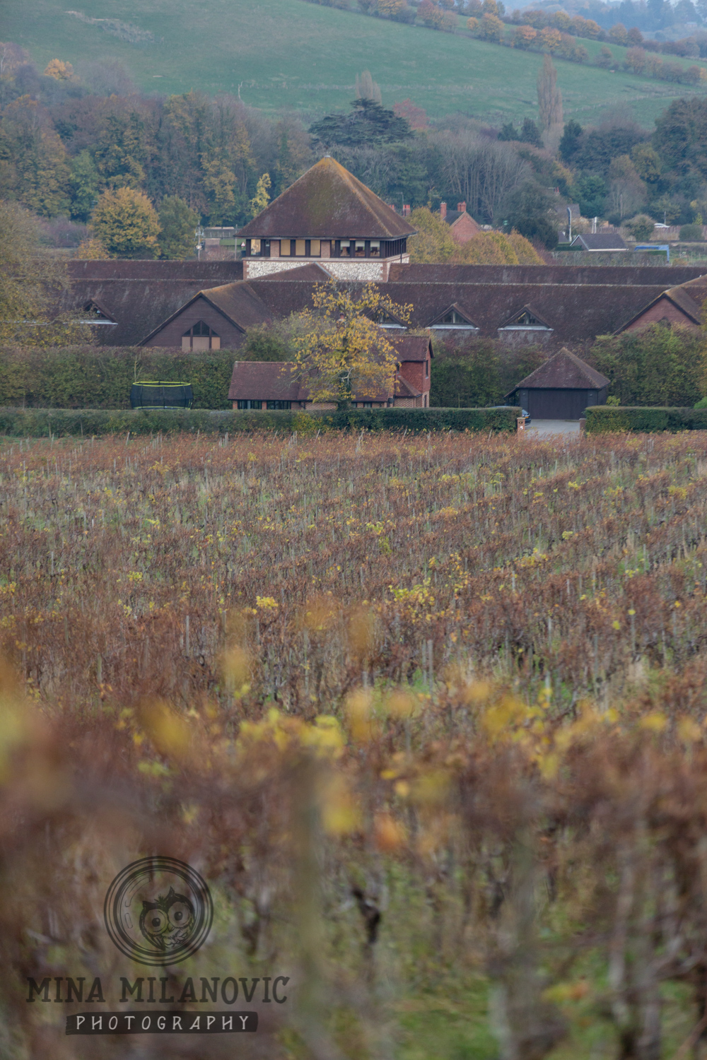 Richmond-upon-Thames Wedding Photographer at Denbies Wine Estate