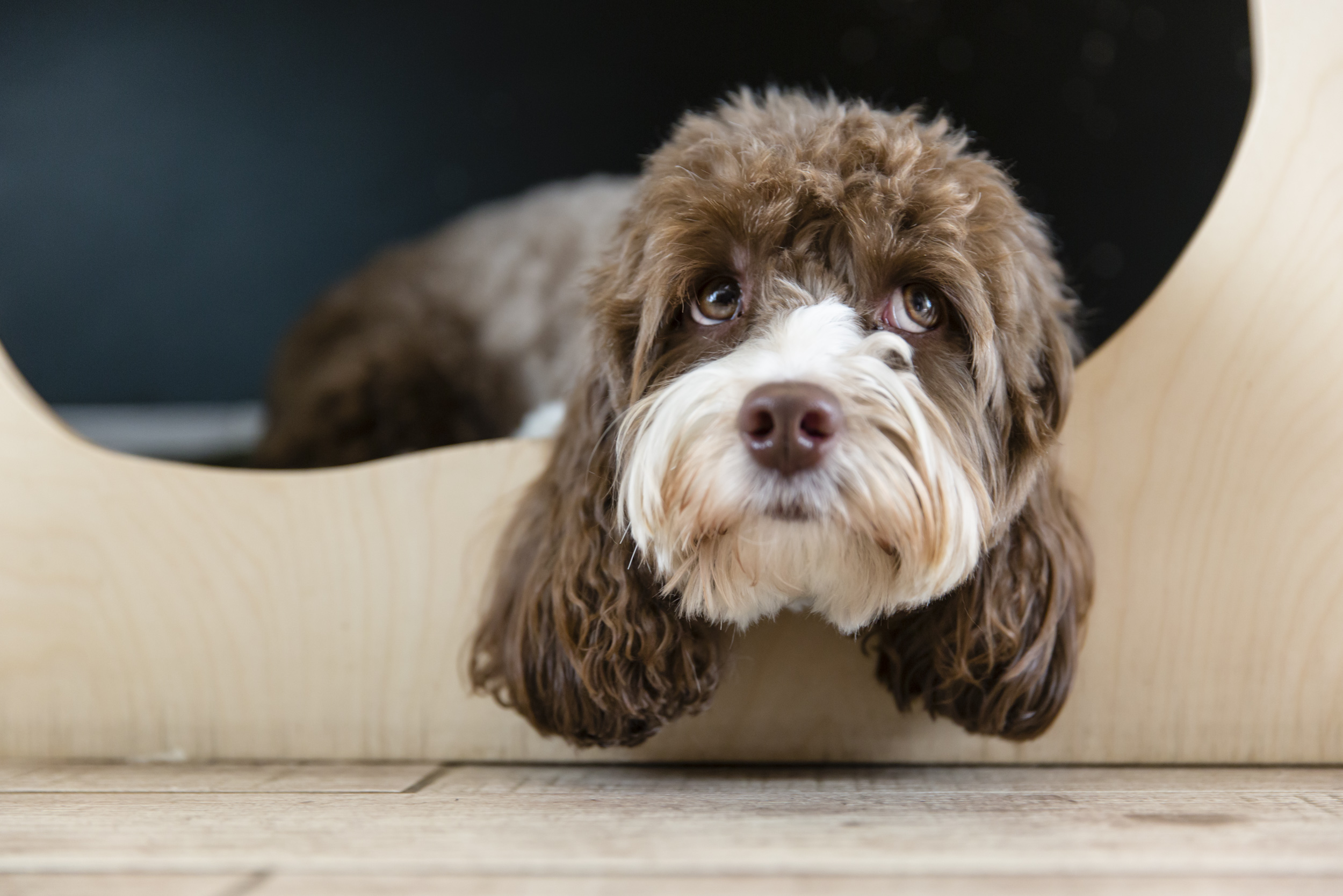 Surrey Dog Photographer